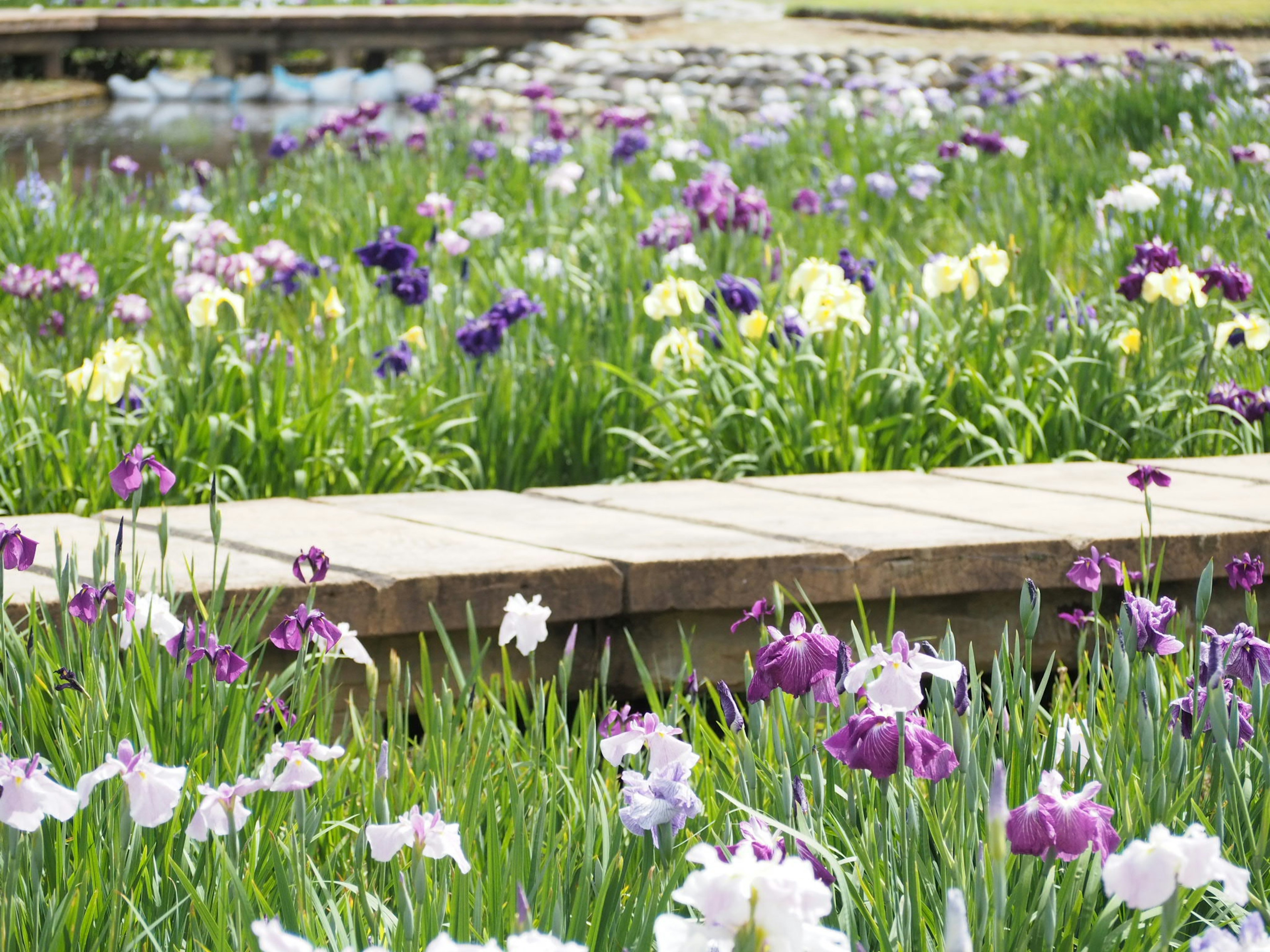 Una vista pittoresca di un sentiero in legno circondato da fiori in fiore e erba verde