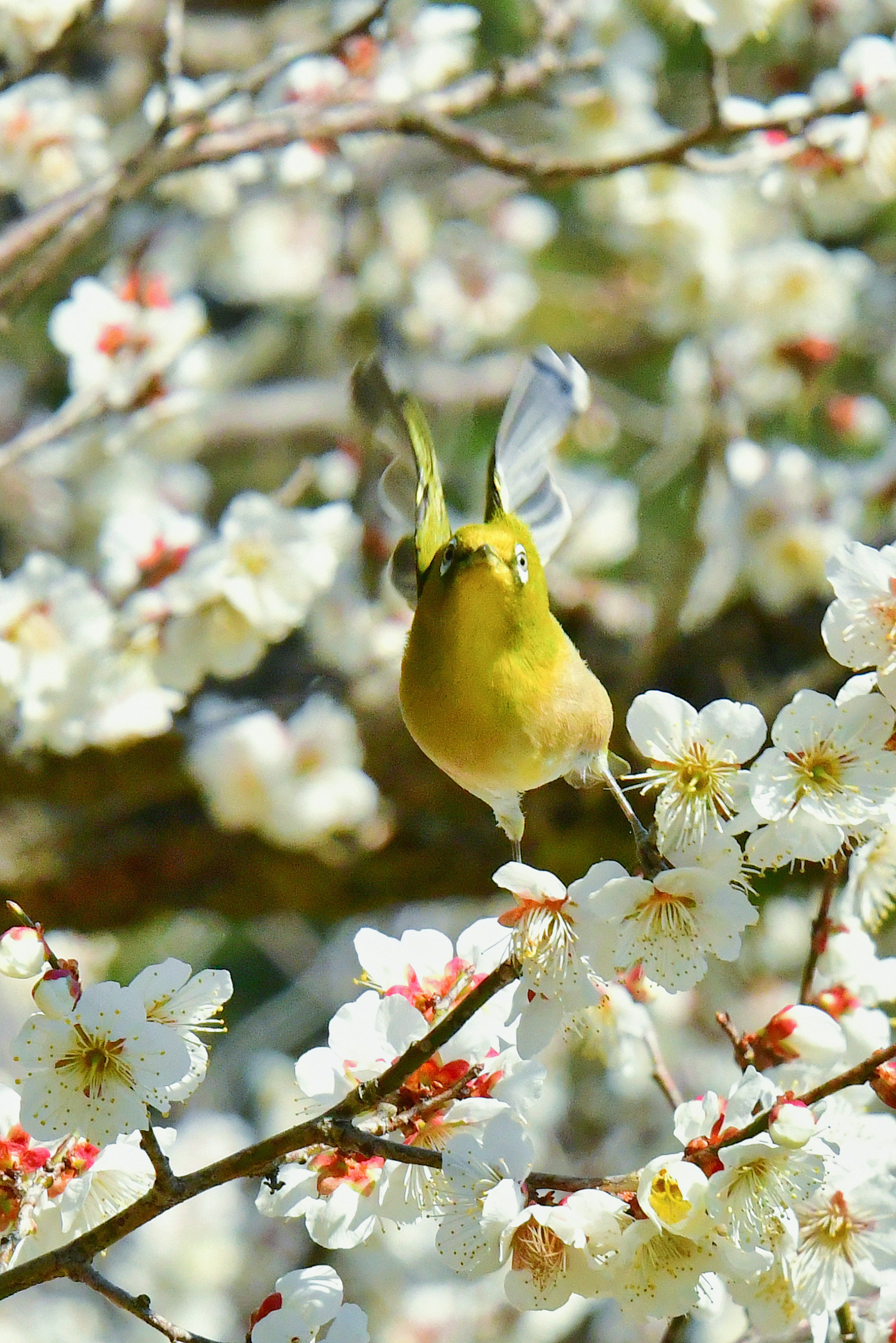 花の中で飛んでいる小さな緑色の鳥