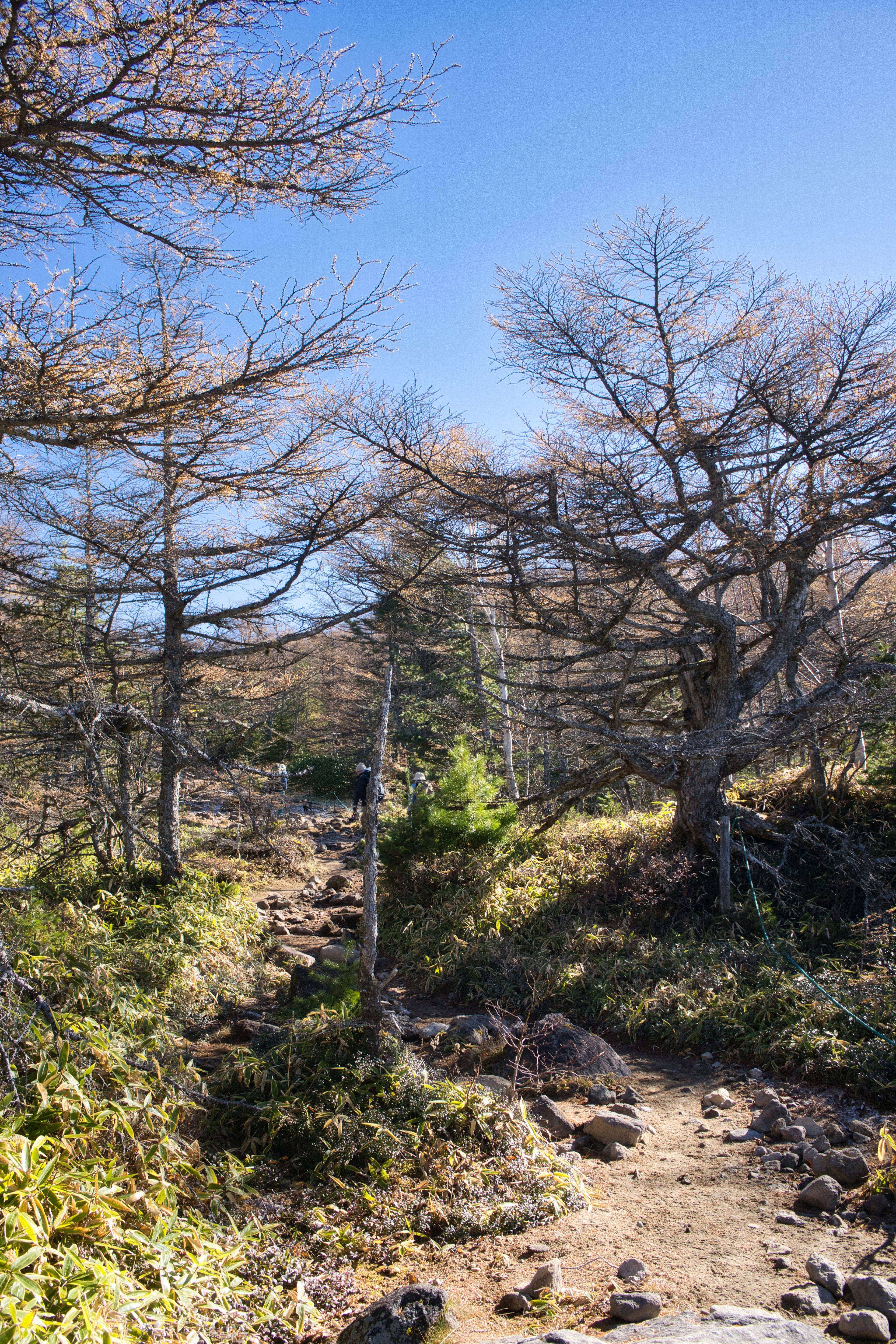 Sendero de montaña con árboles bajo un cielo azul