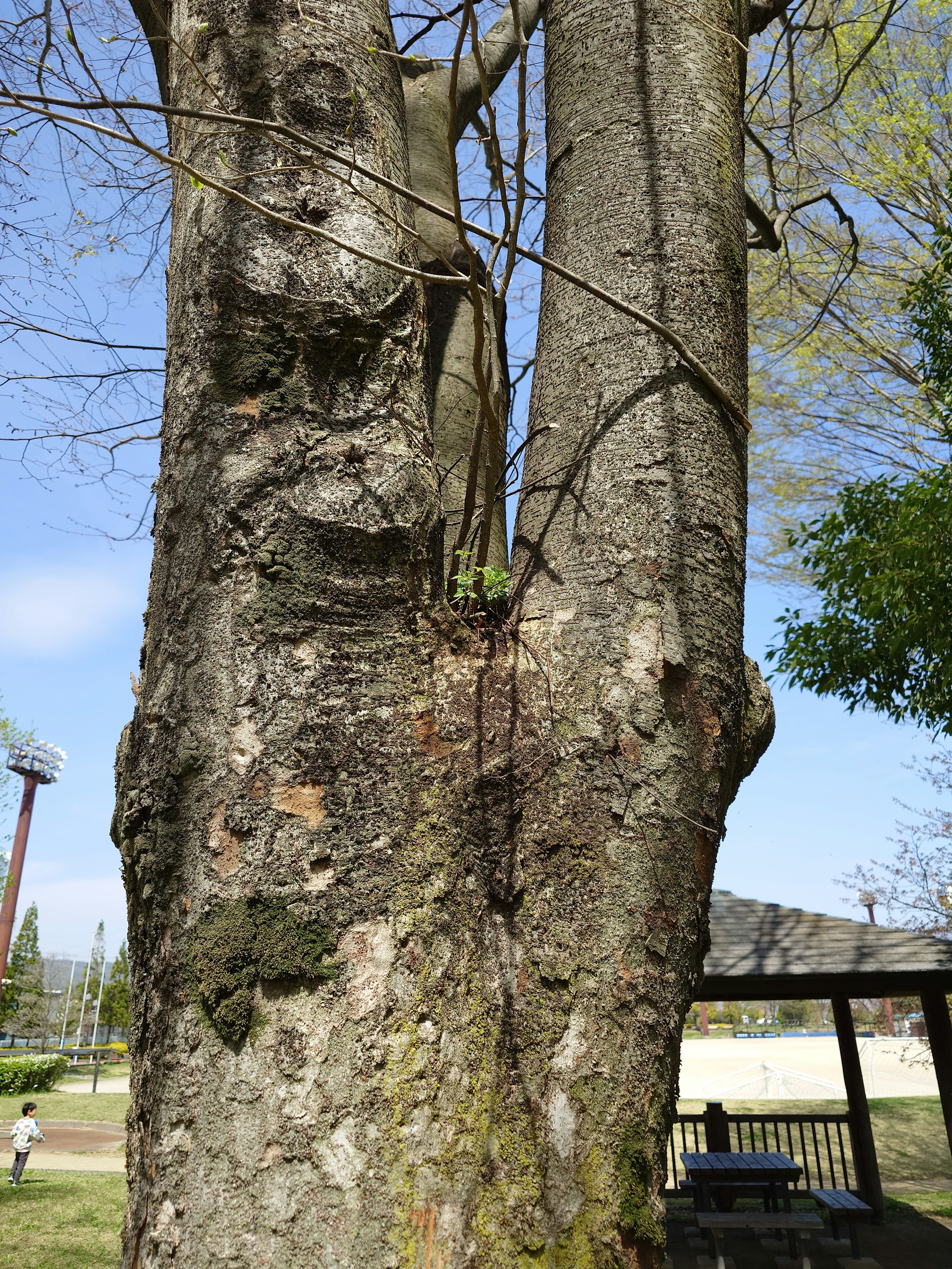 Un grande tronco d'albero con un motivo simile a un volto in un ambiente naturale