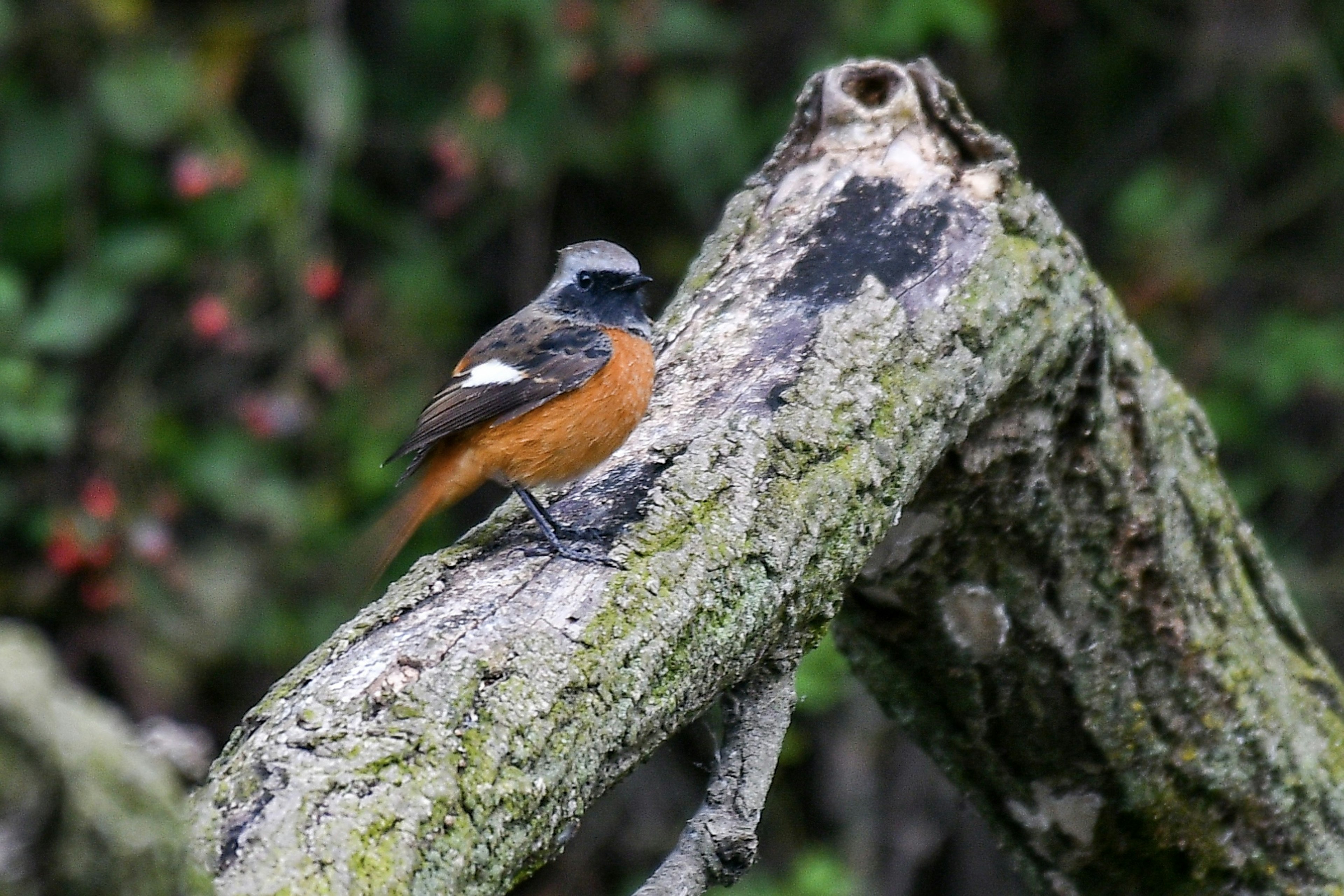 Male Daurian Redstart perched on a textured branch