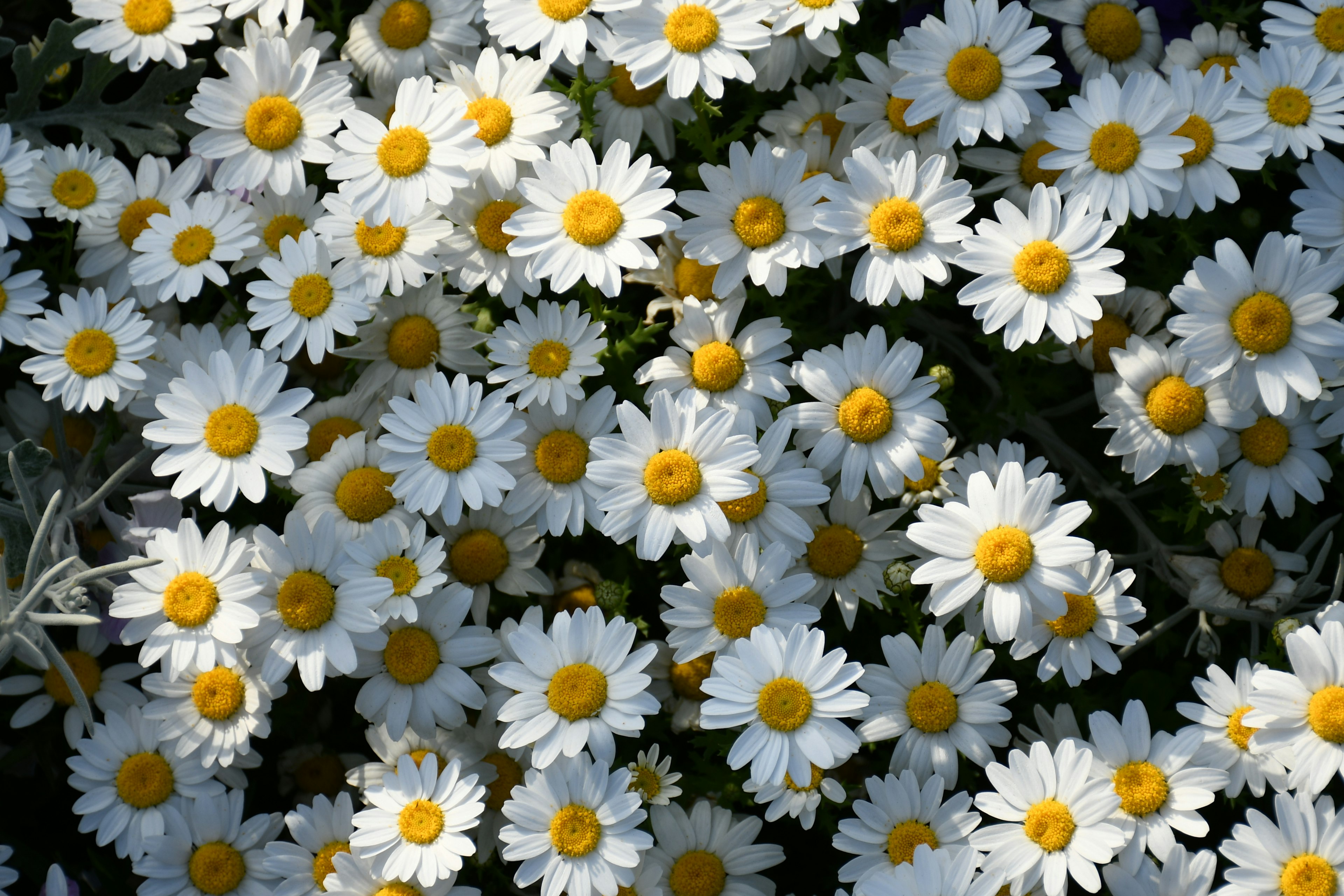 Ein lebhaftes Feld mit weißen Gänseblümchen und gelben Zentren