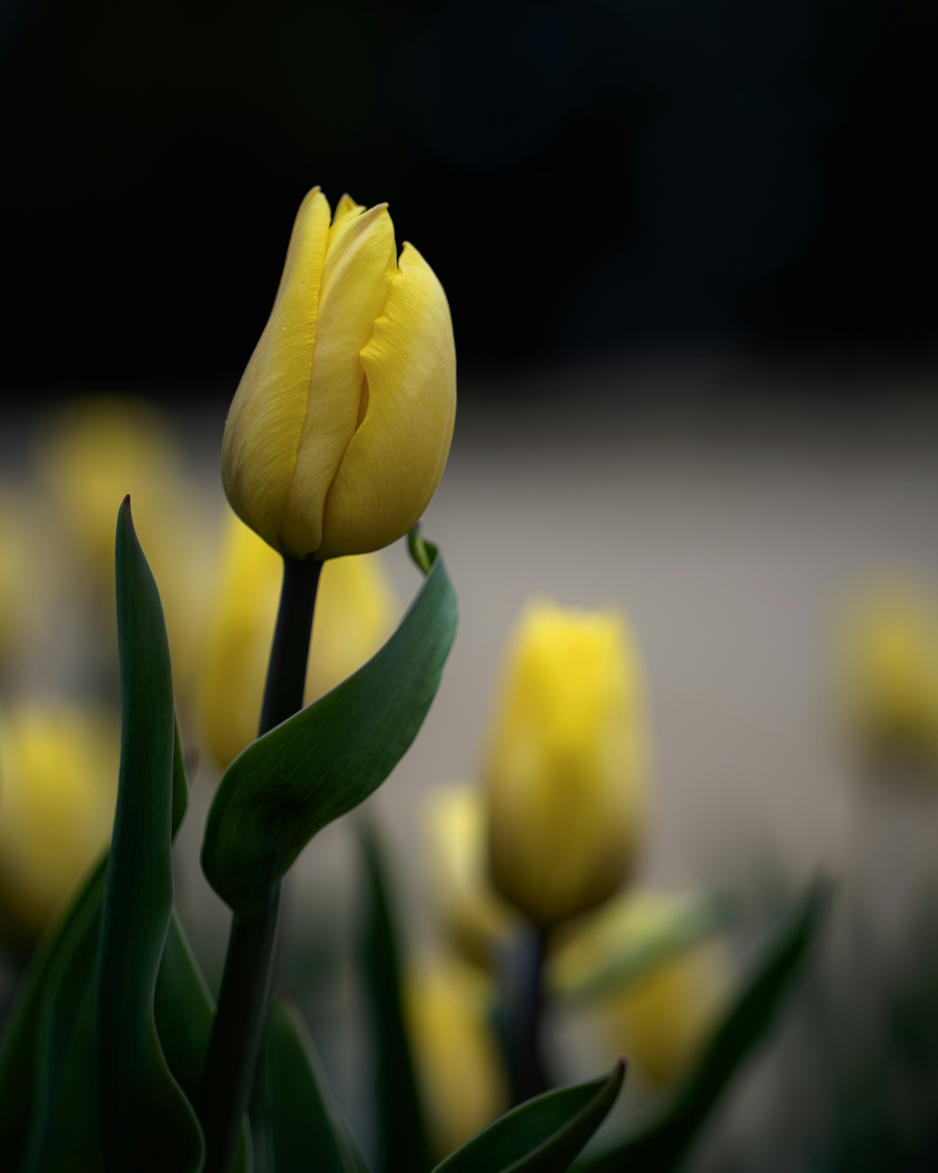 Un bocciolo di tulipano giallo circondato da foglie verdi in un giardino