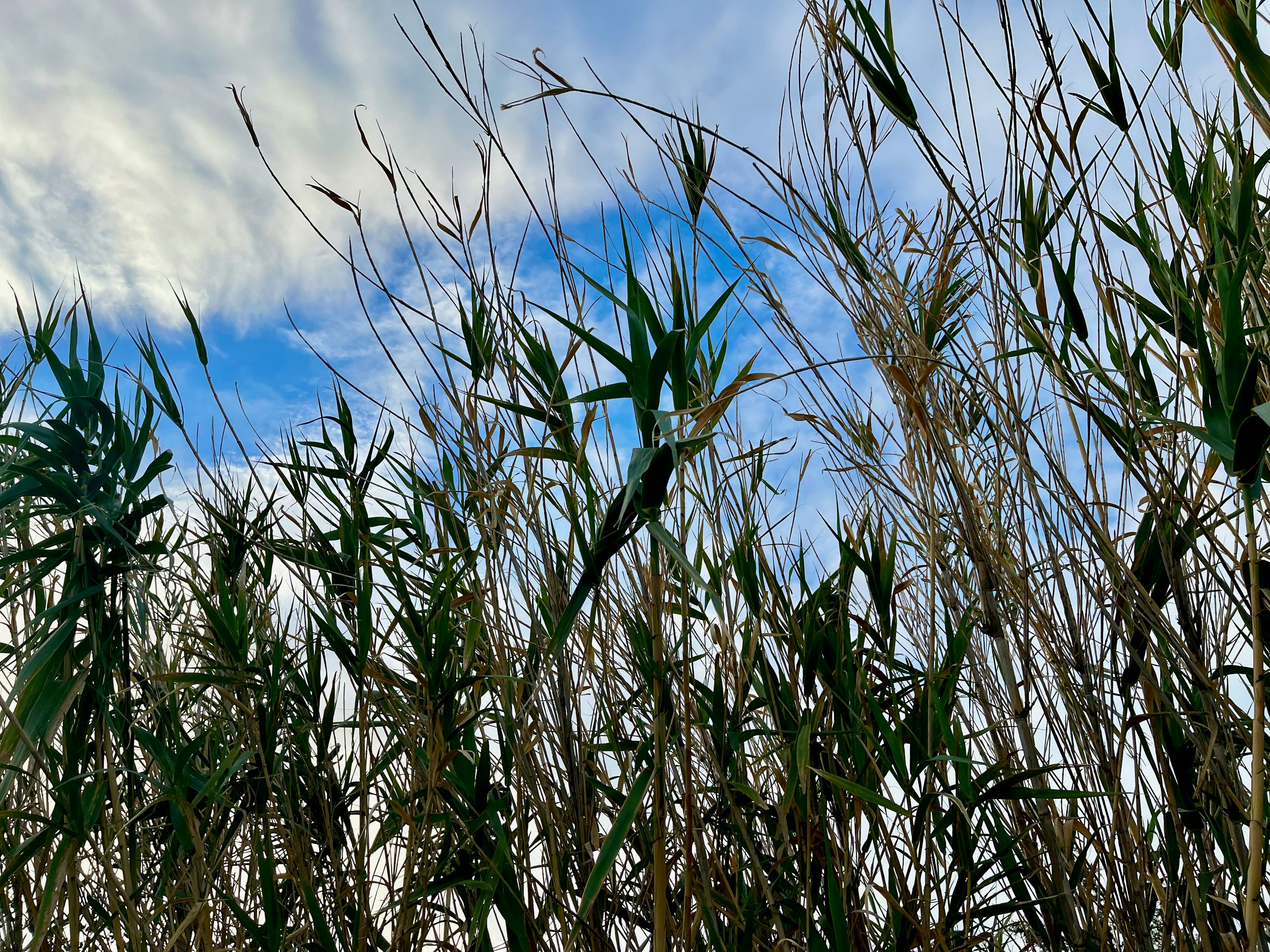 Rumput tinggi yang disilhouette di latar belakang langit biru dengan awan