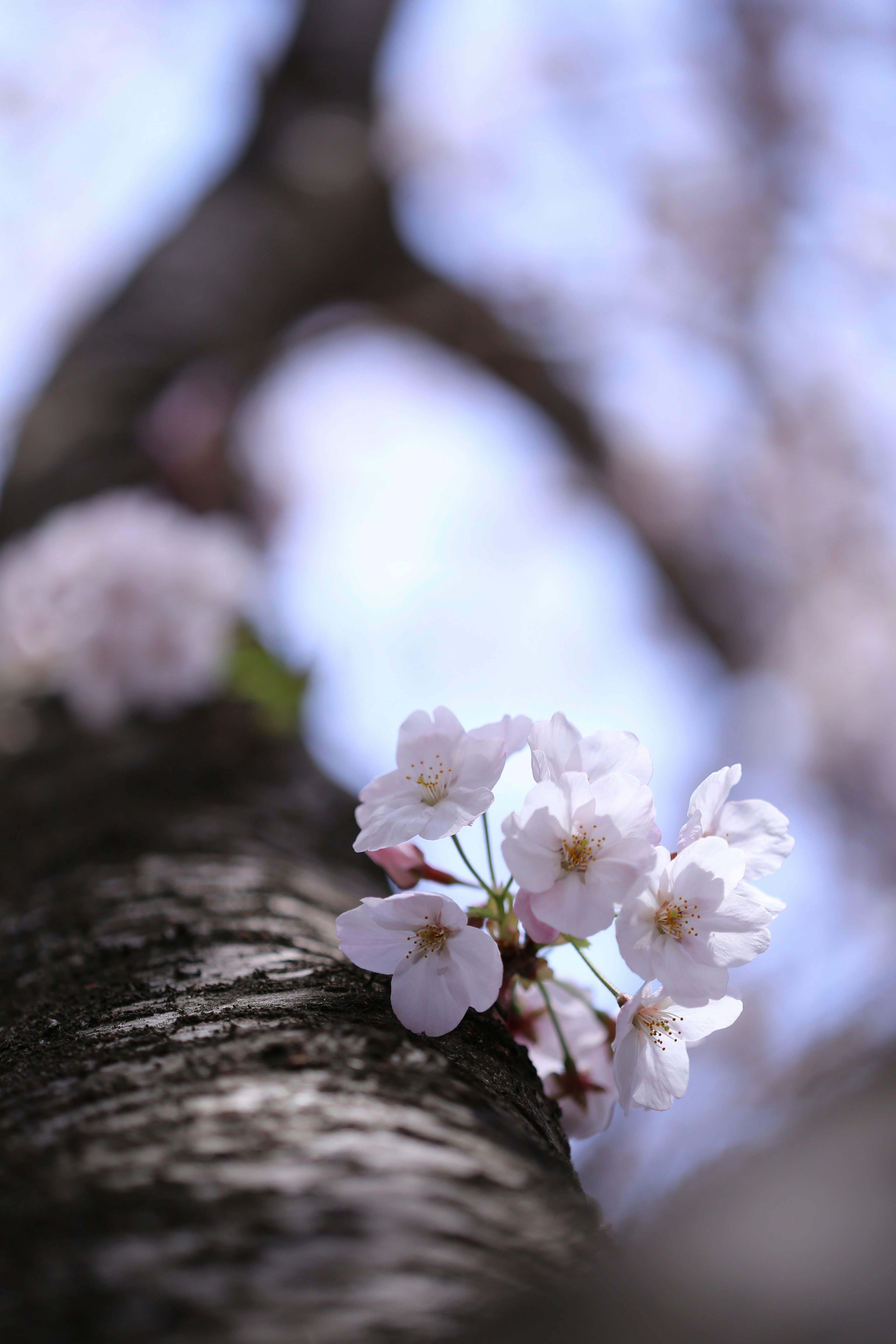 Fiori di ciliegio che sbocciano su un tronco d'albero