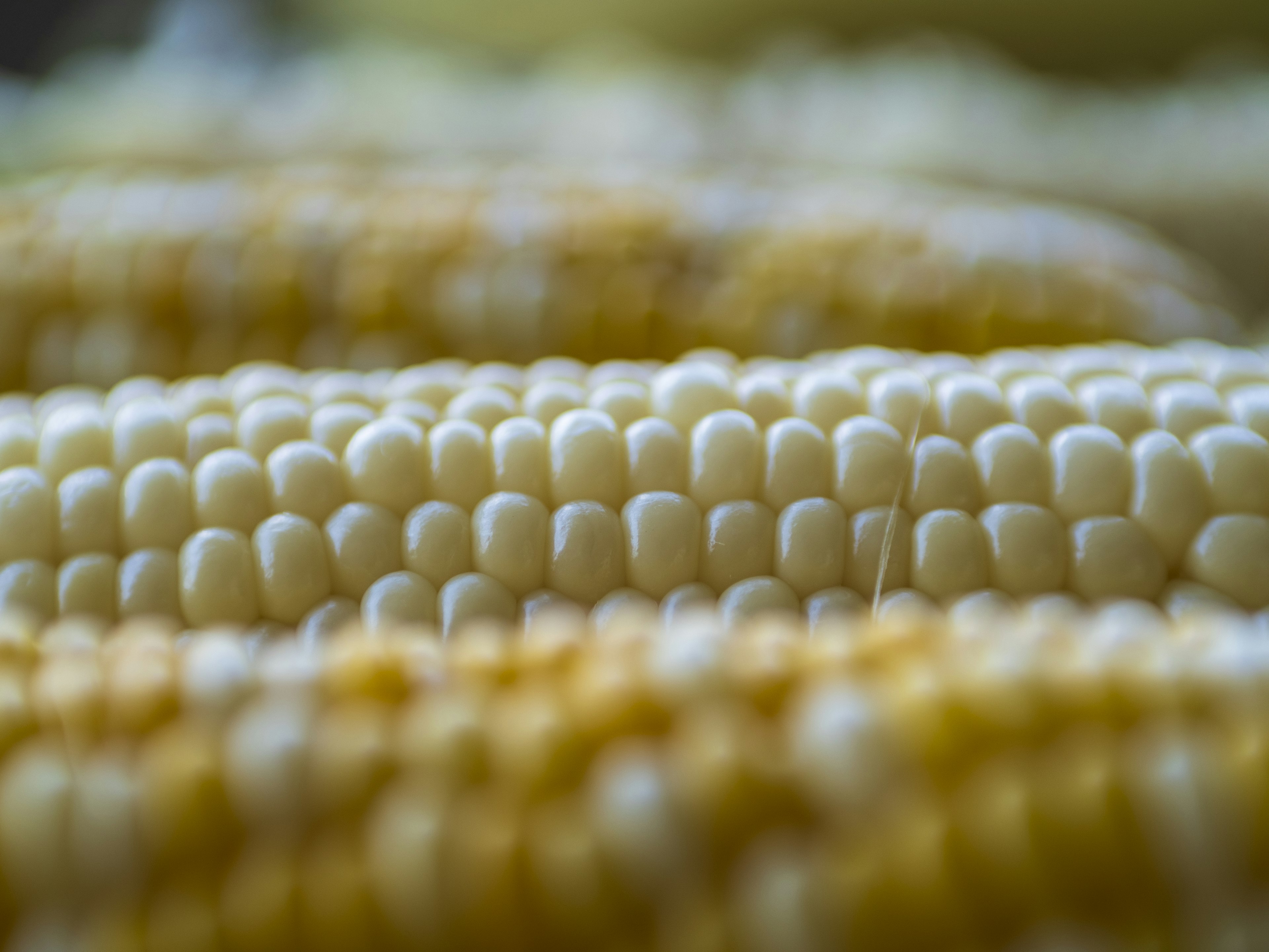 Close-up biji jagung kuning dan putih yang tersusun dalam barisan