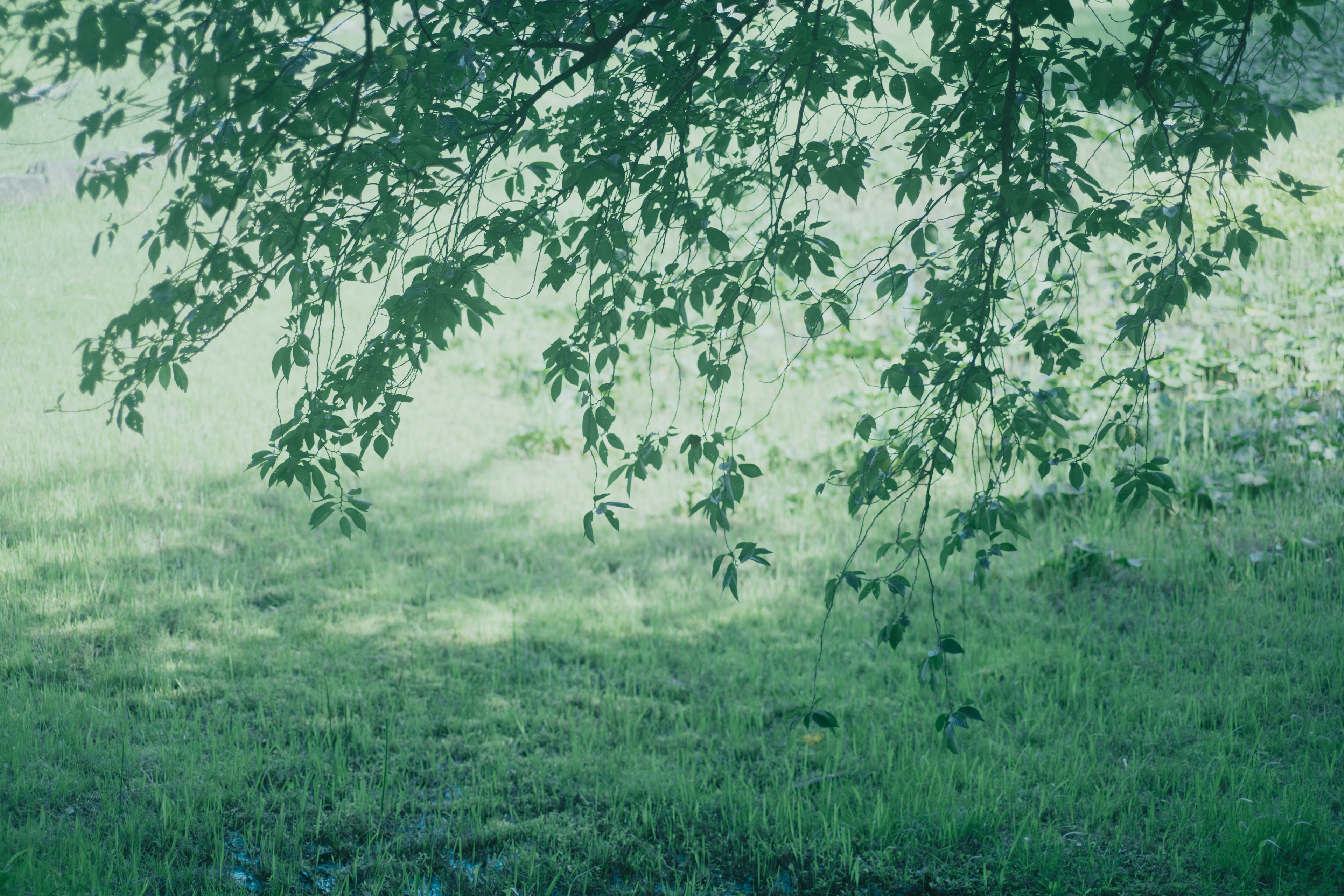 Une scène sereine avec des branches d'un arbre vert luxuriant