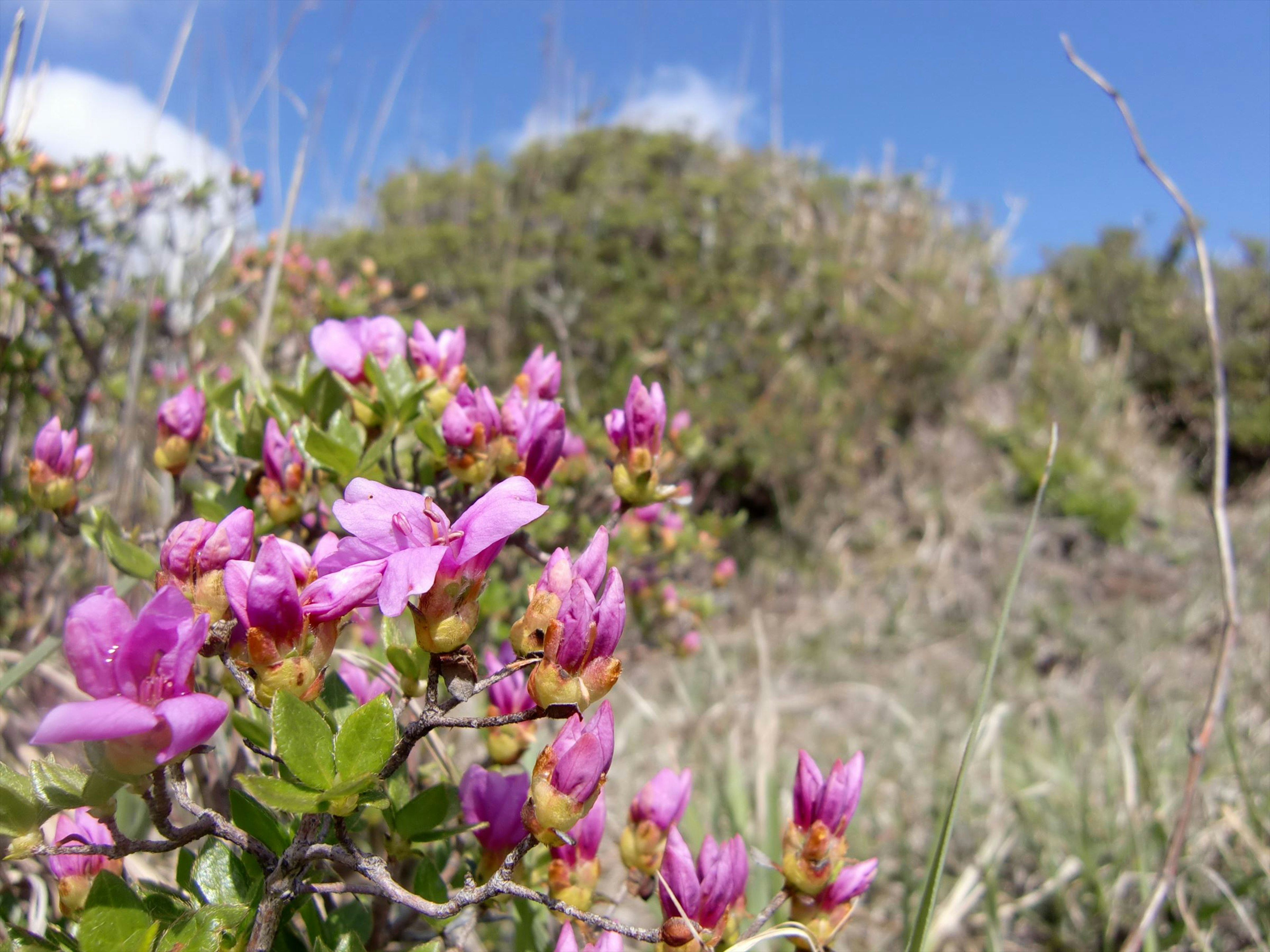 Fleurs roses vives fleurissant dans un paysage herbeux