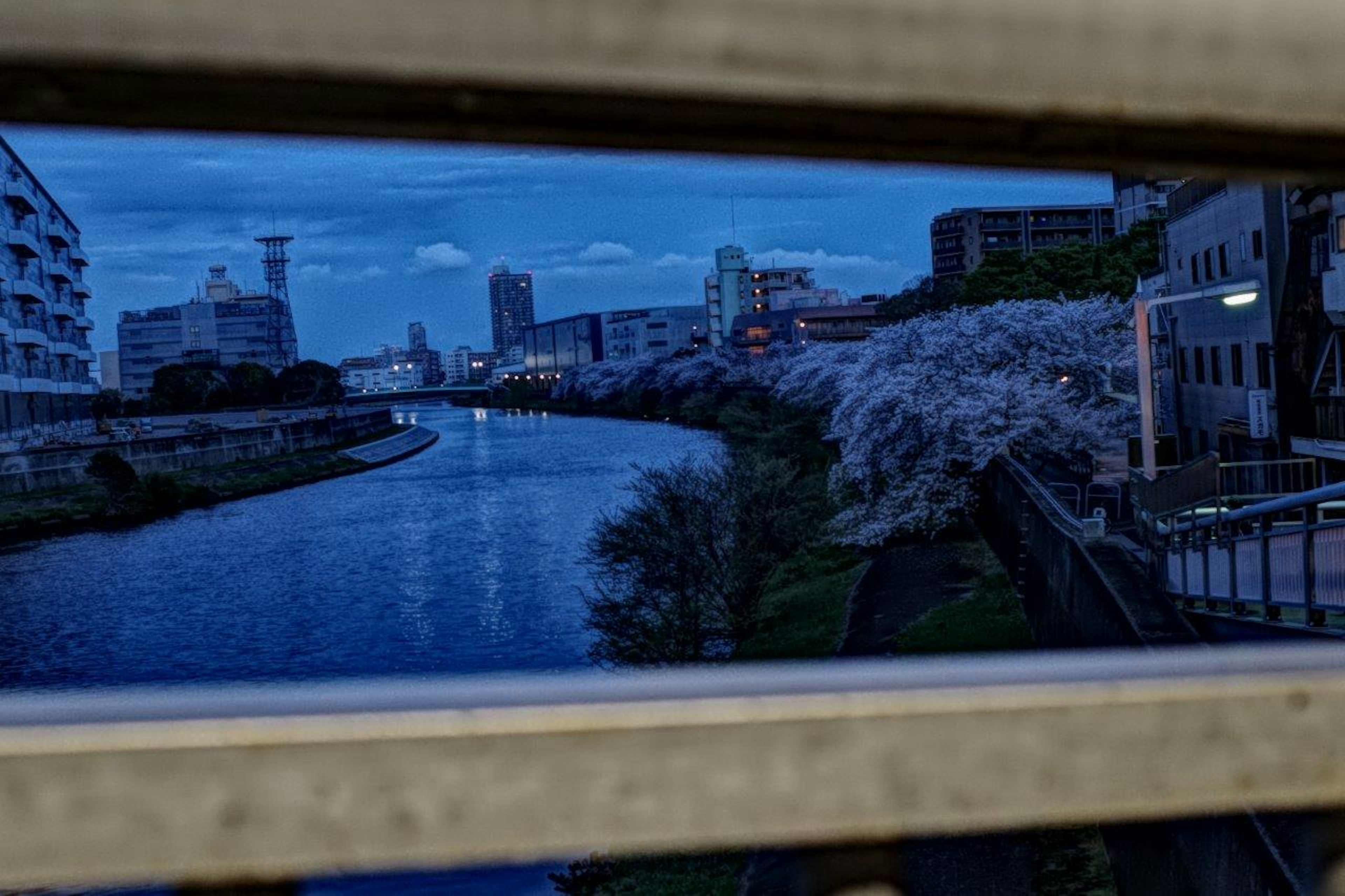 Paysage urbain avec une rivière bleue et des cerisiers en fleurs