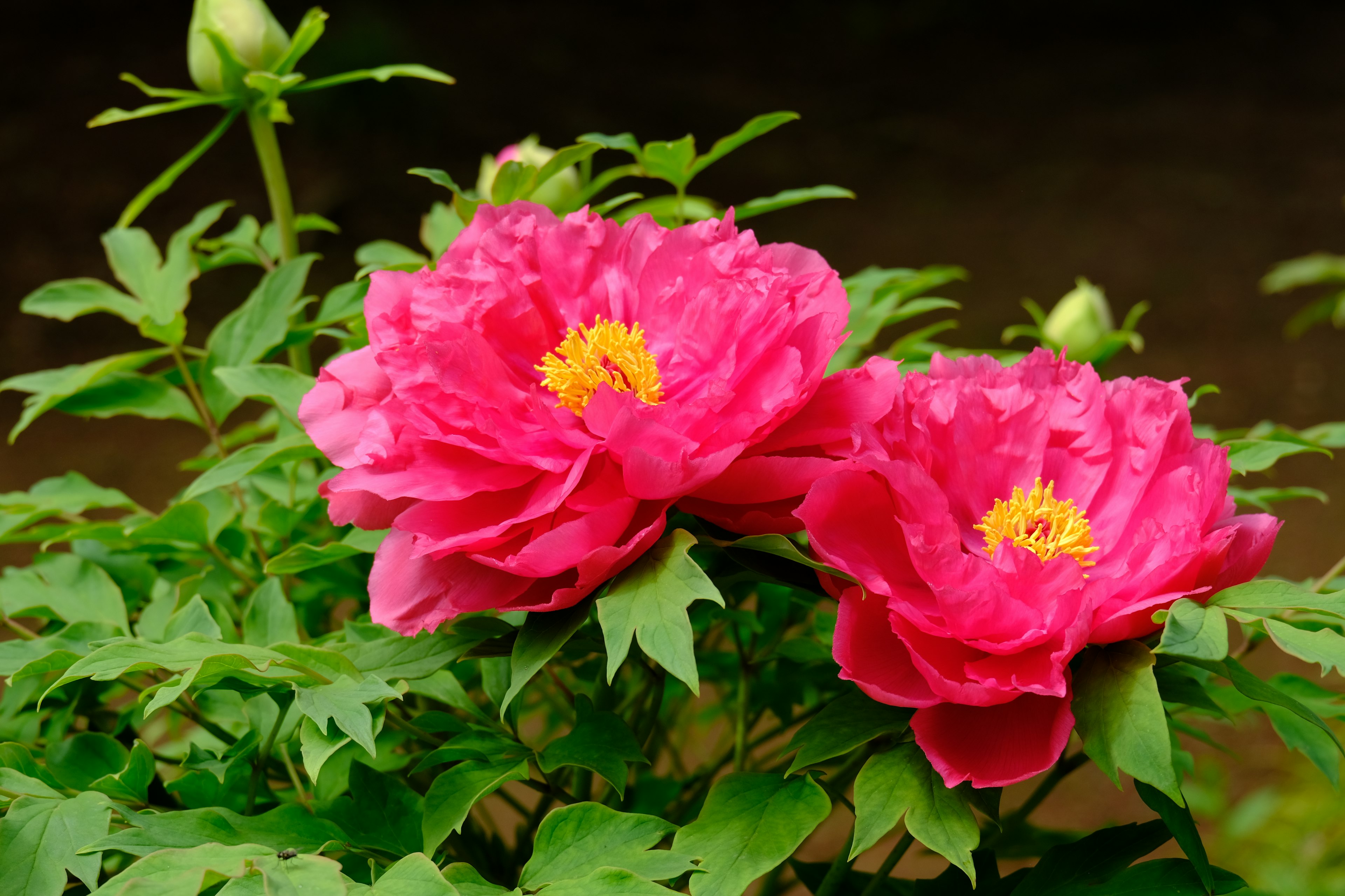 Bunga peony merah muda cerah dikelilingi daun hijau