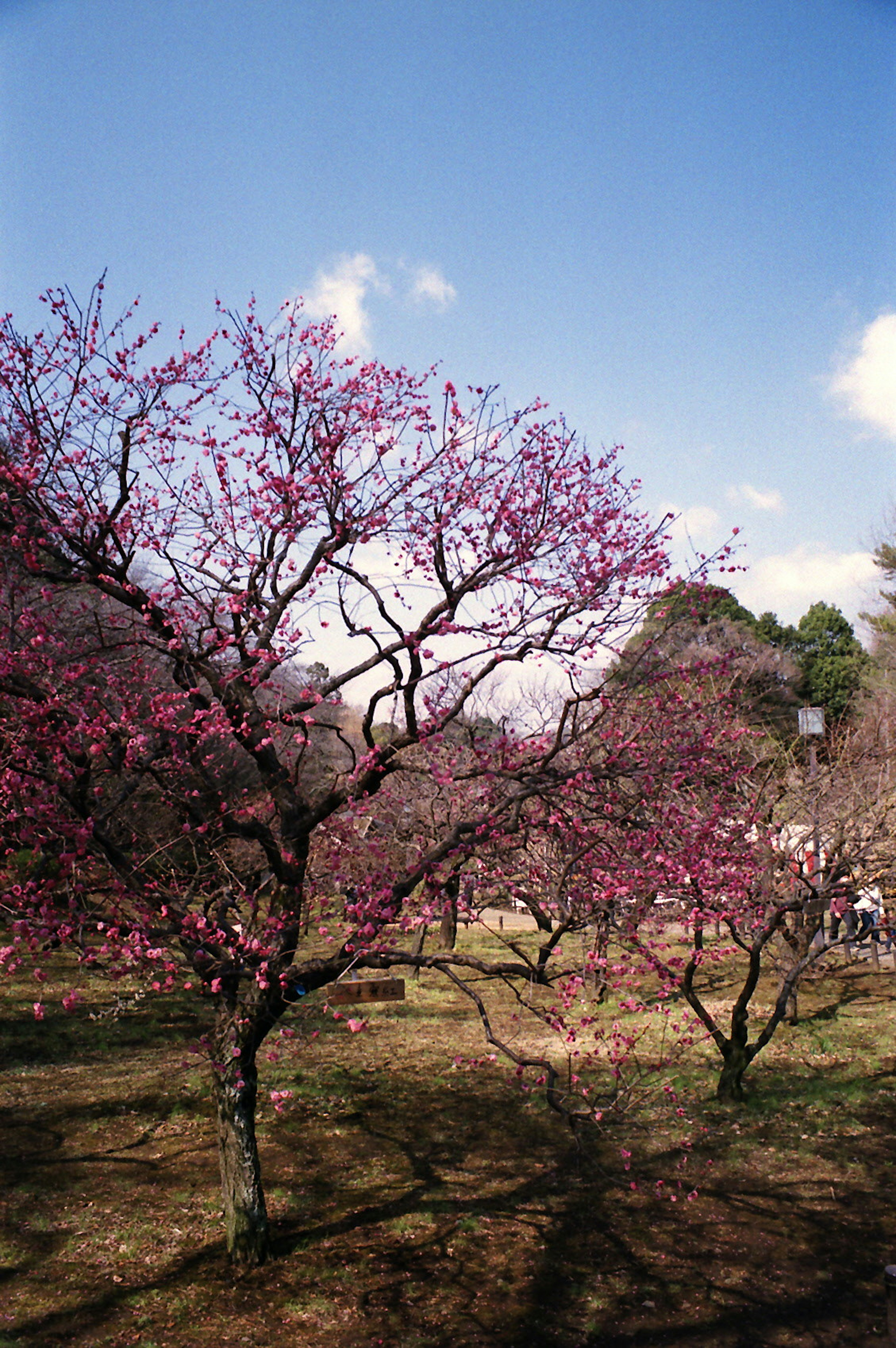 Pohon sakura mekar di bawah langit biru yang cerah