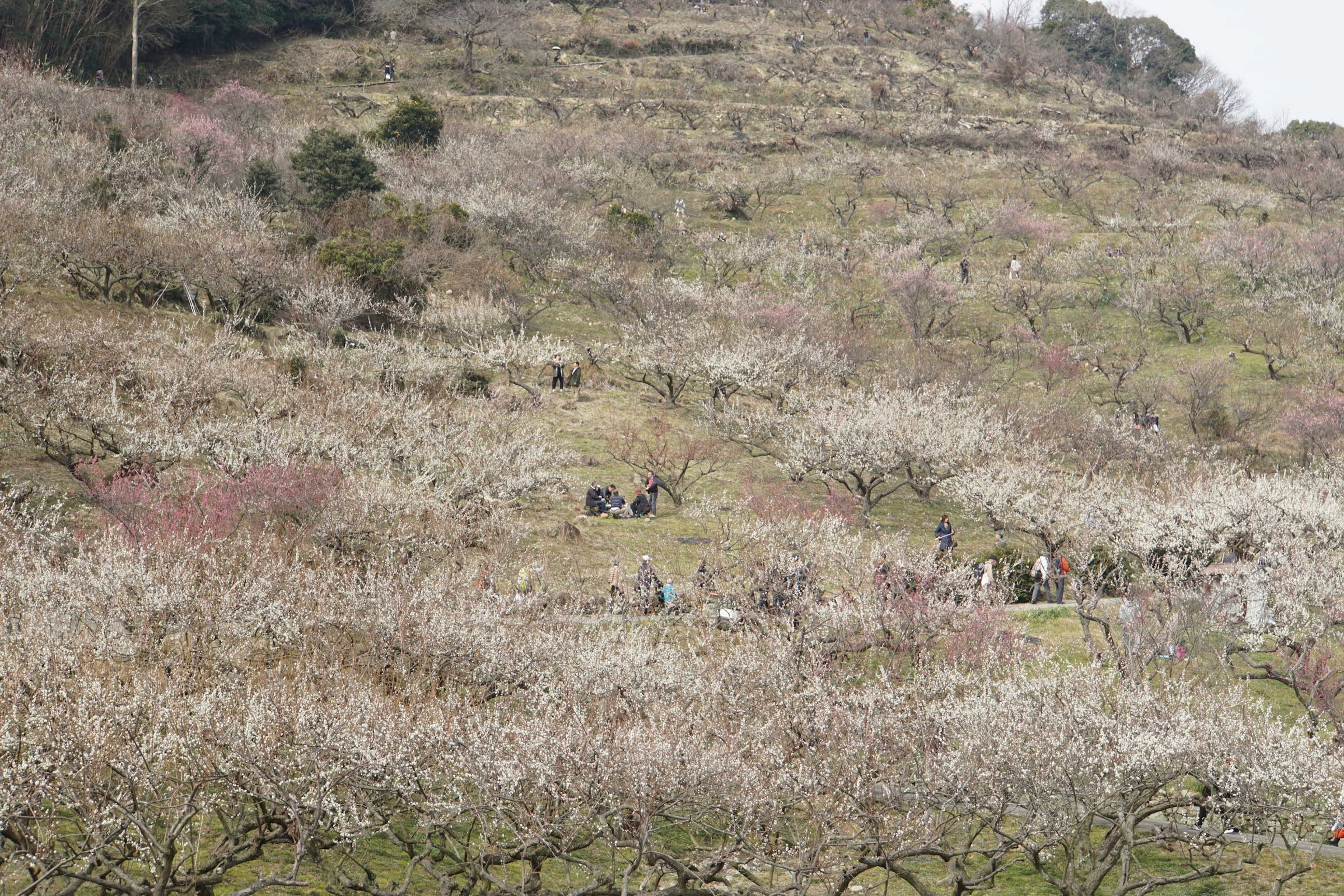 Landschaft eines blühenden Obstgartens mit Menschen, die Aktivitäten nachgehen