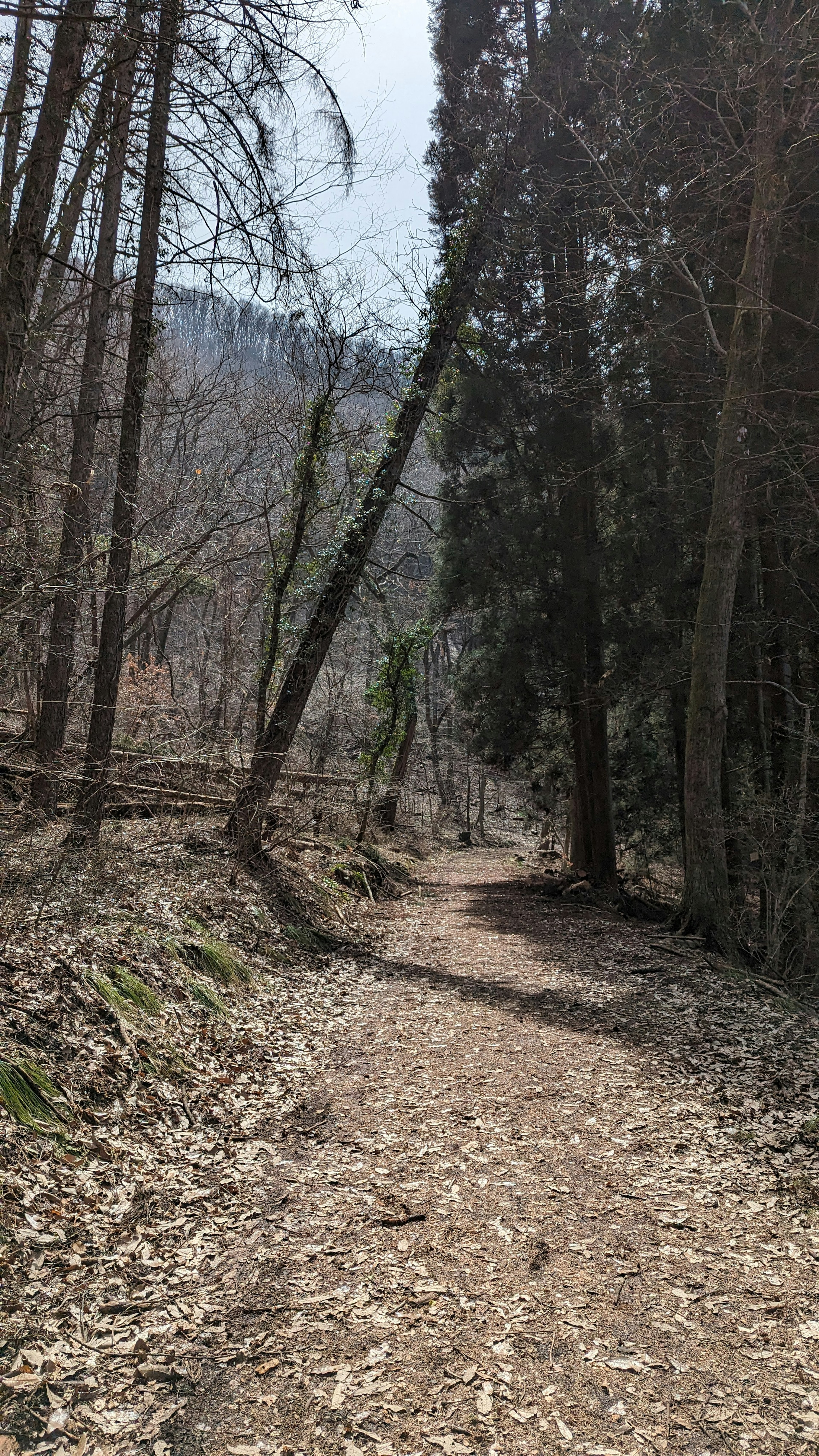 Un chemin sinueux à travers une forêt avec de grands arbres