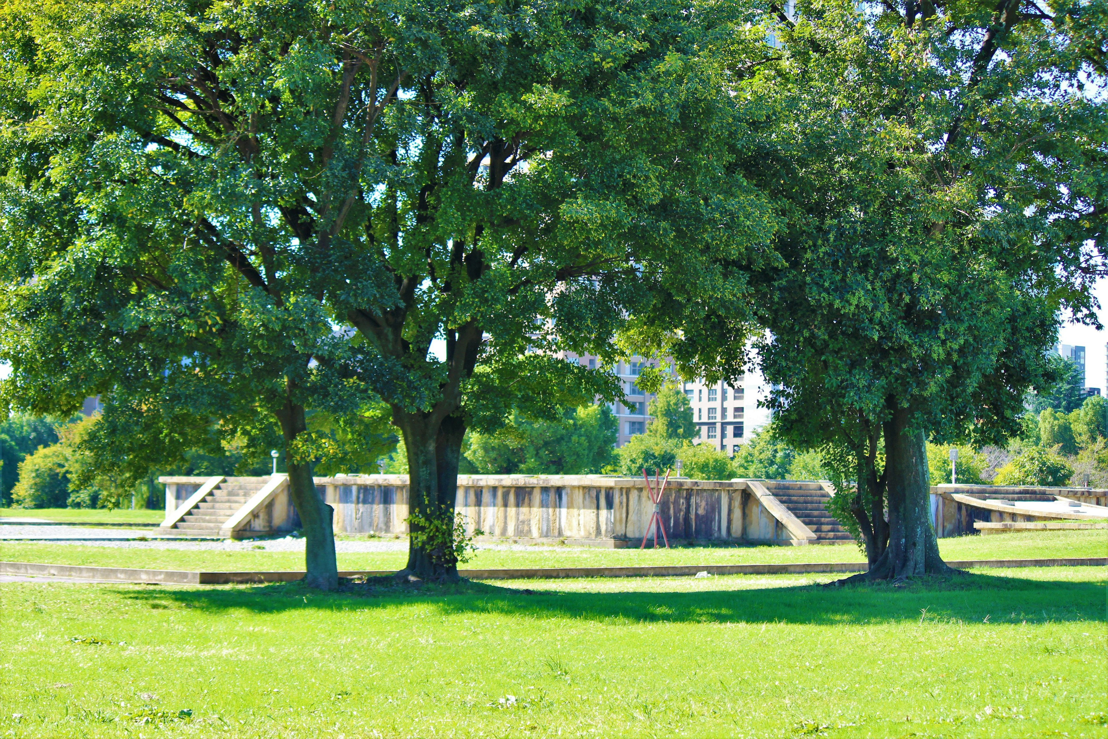 Große Bäume auf einer grünen Wiese mit einer Betonstruktur im Hintergrund