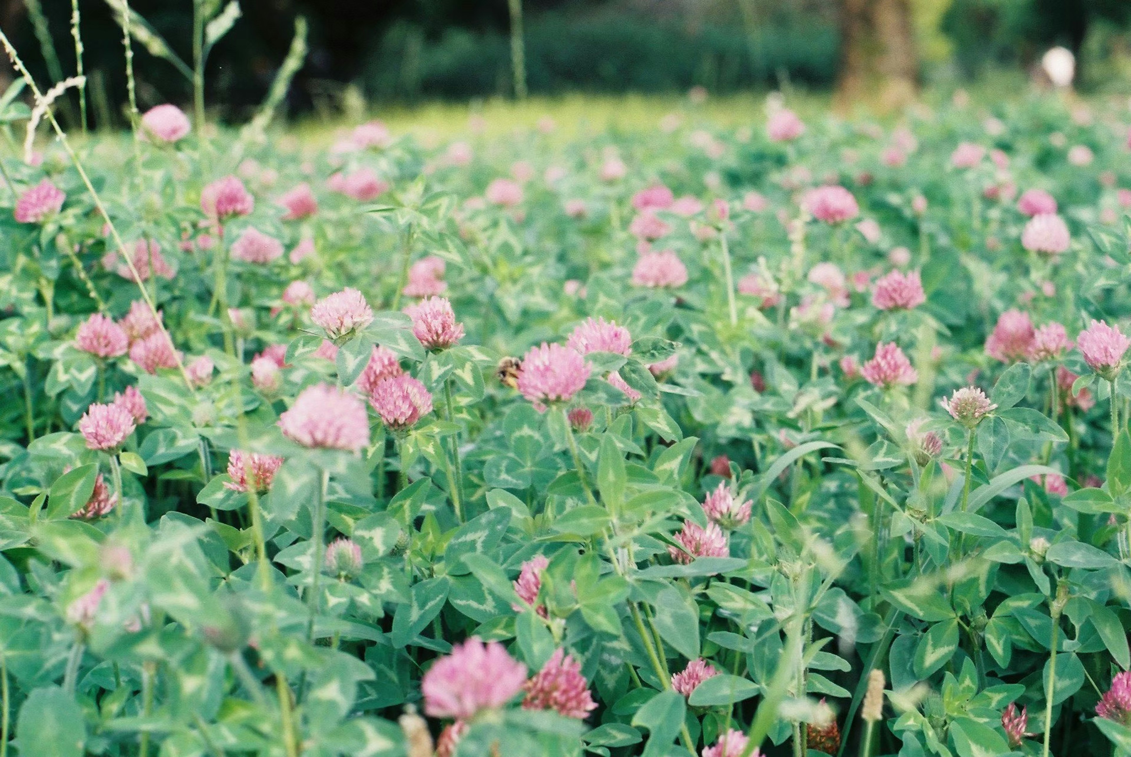 緑の草原に咲くピンクのクローバーの花々