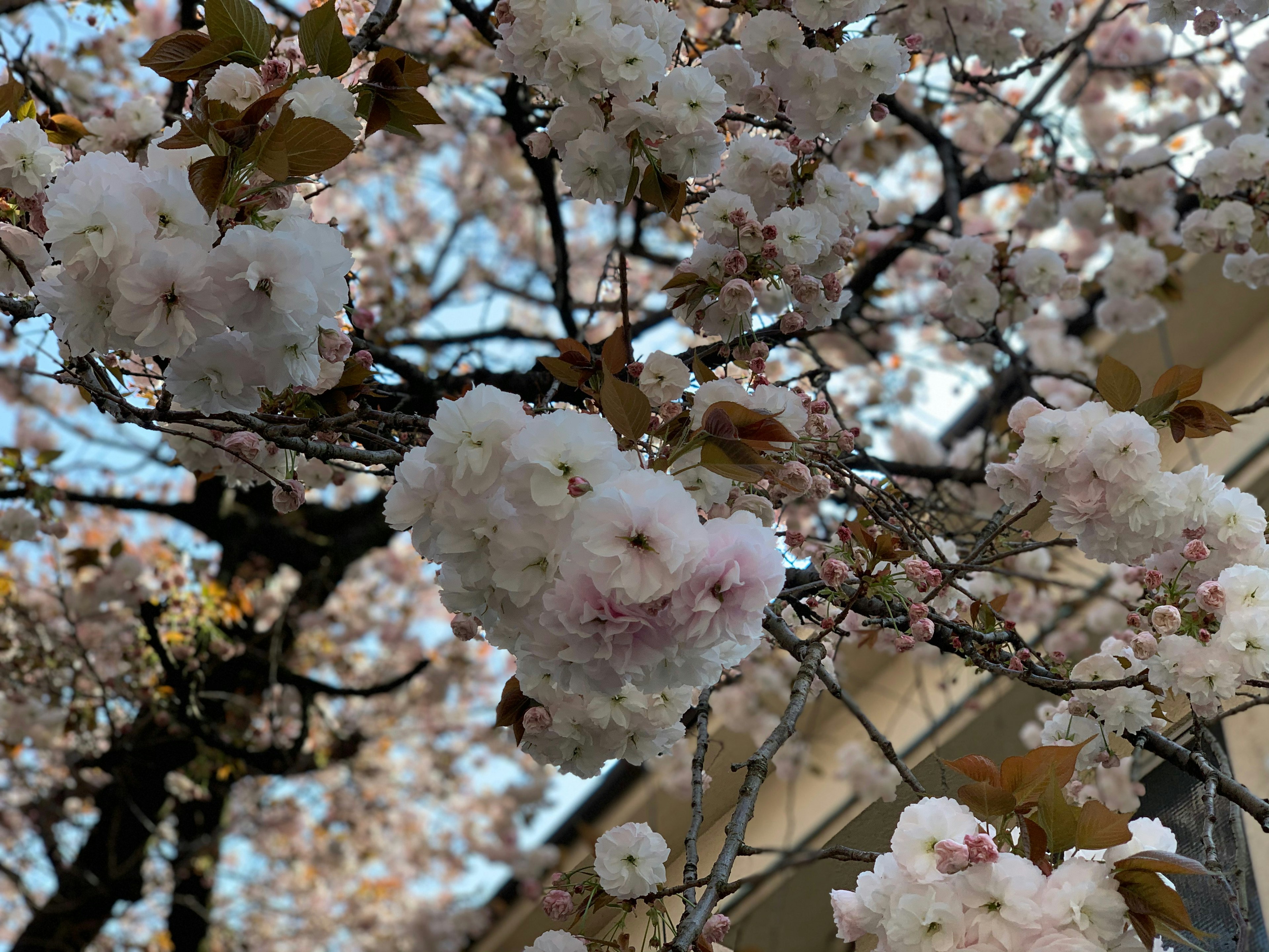 Primer plano de ramas de cerezo en flor con hermosas flores rosas y blancas