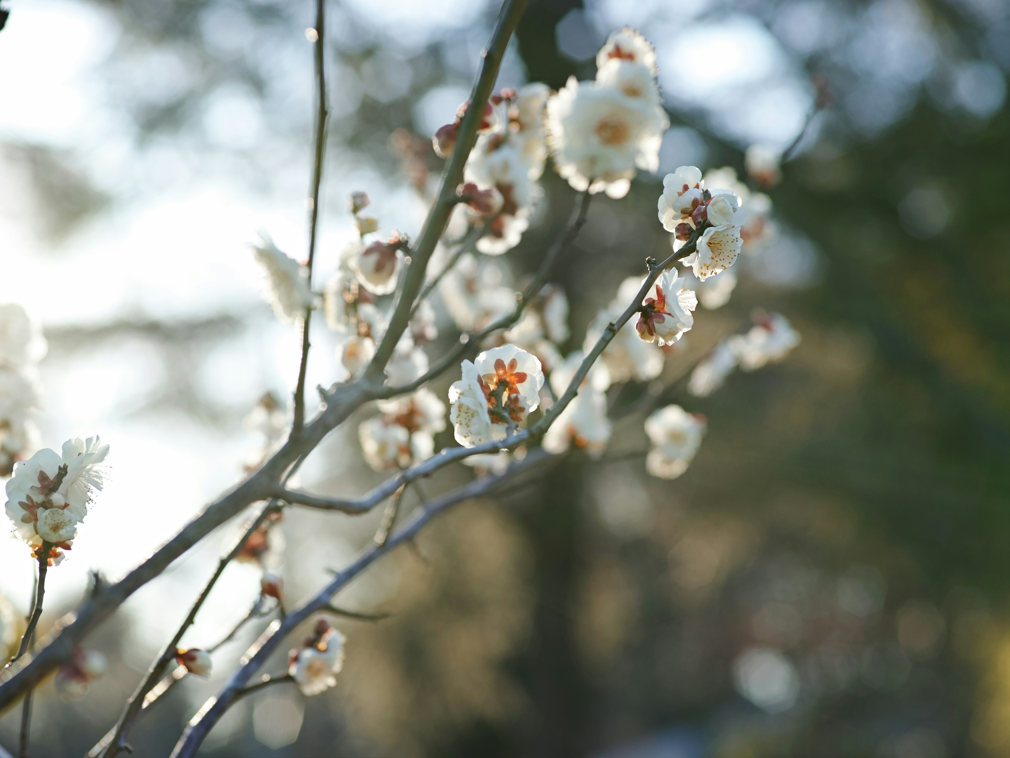 Primo piano di un ramo con fiori bianchi in fiore che segnalano l'arrivo della primavera