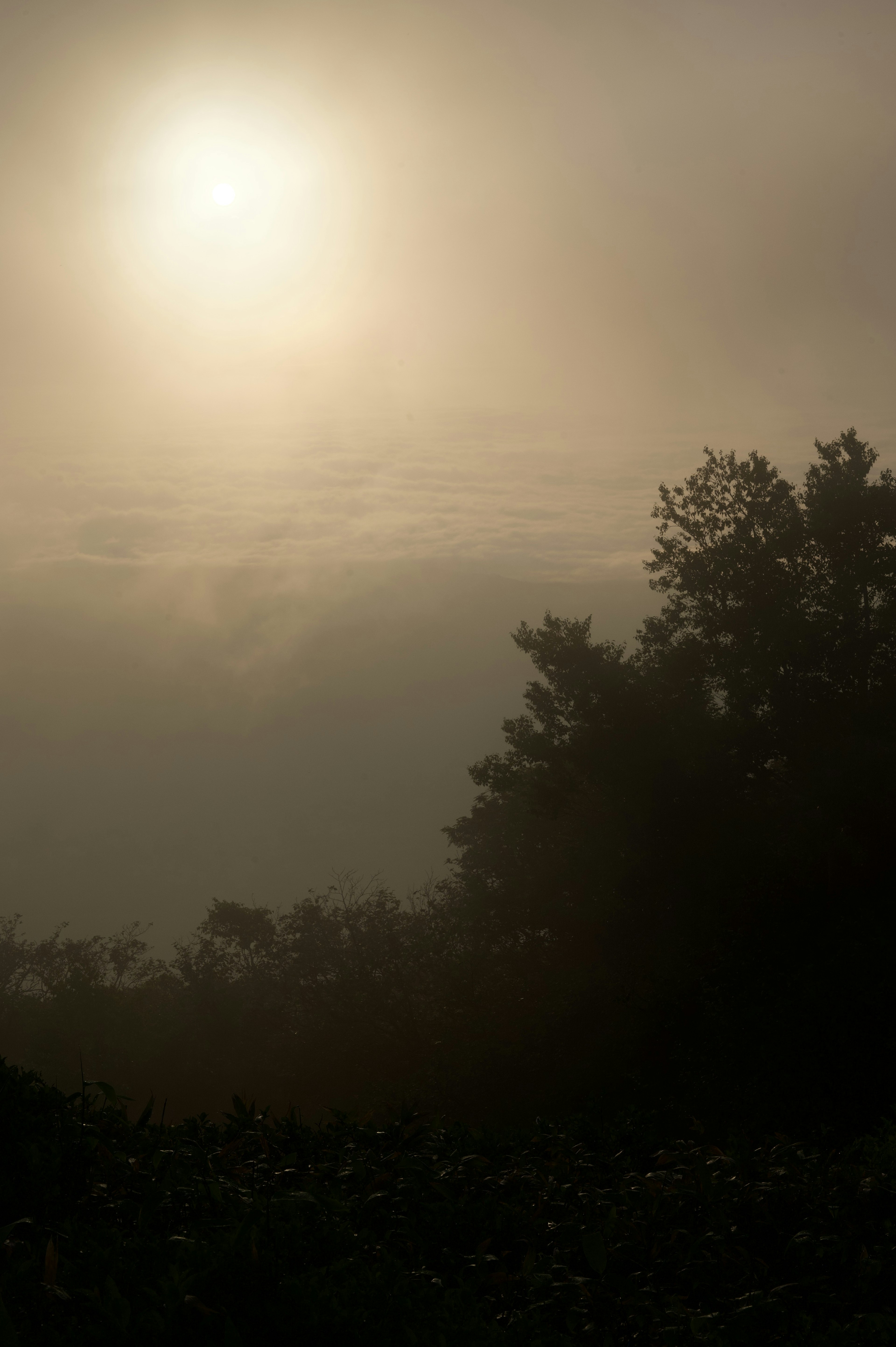 Sol asomando entre la niebla sobre árboles en silueta