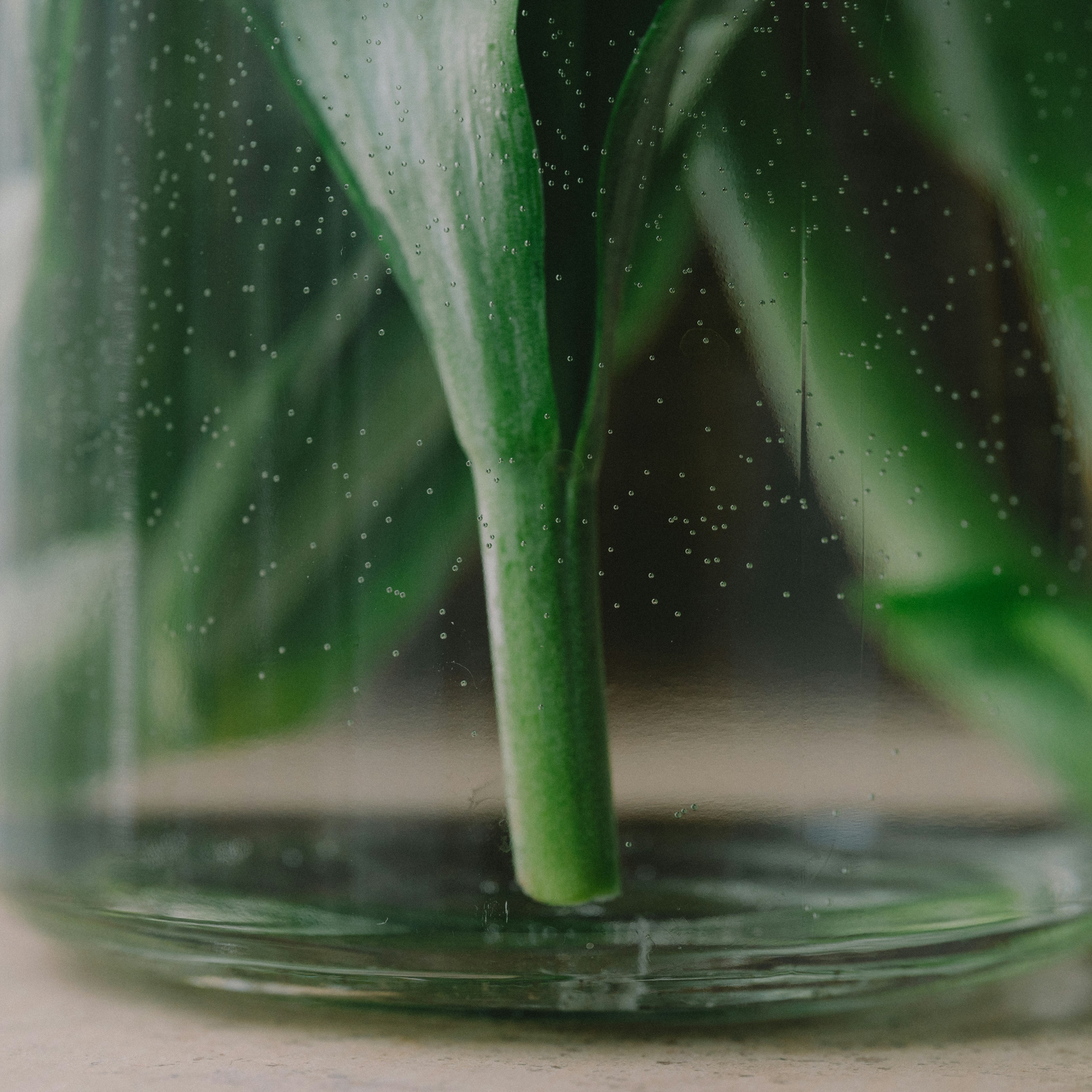 透明な瓶の中にある緑の植物の茎と気泡