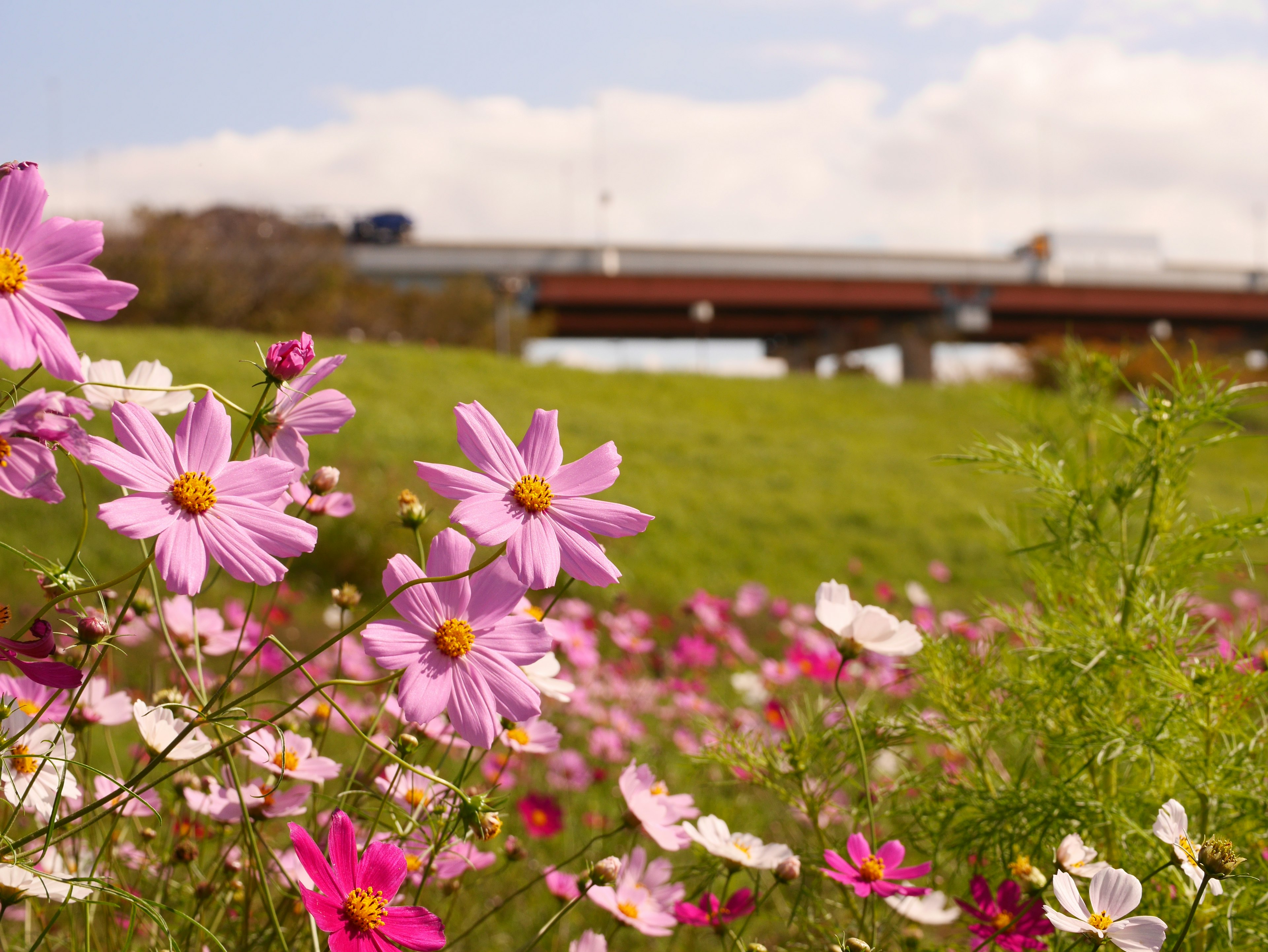 Fleurs colorées dans une prairie verte avec un pont en arrière-plan