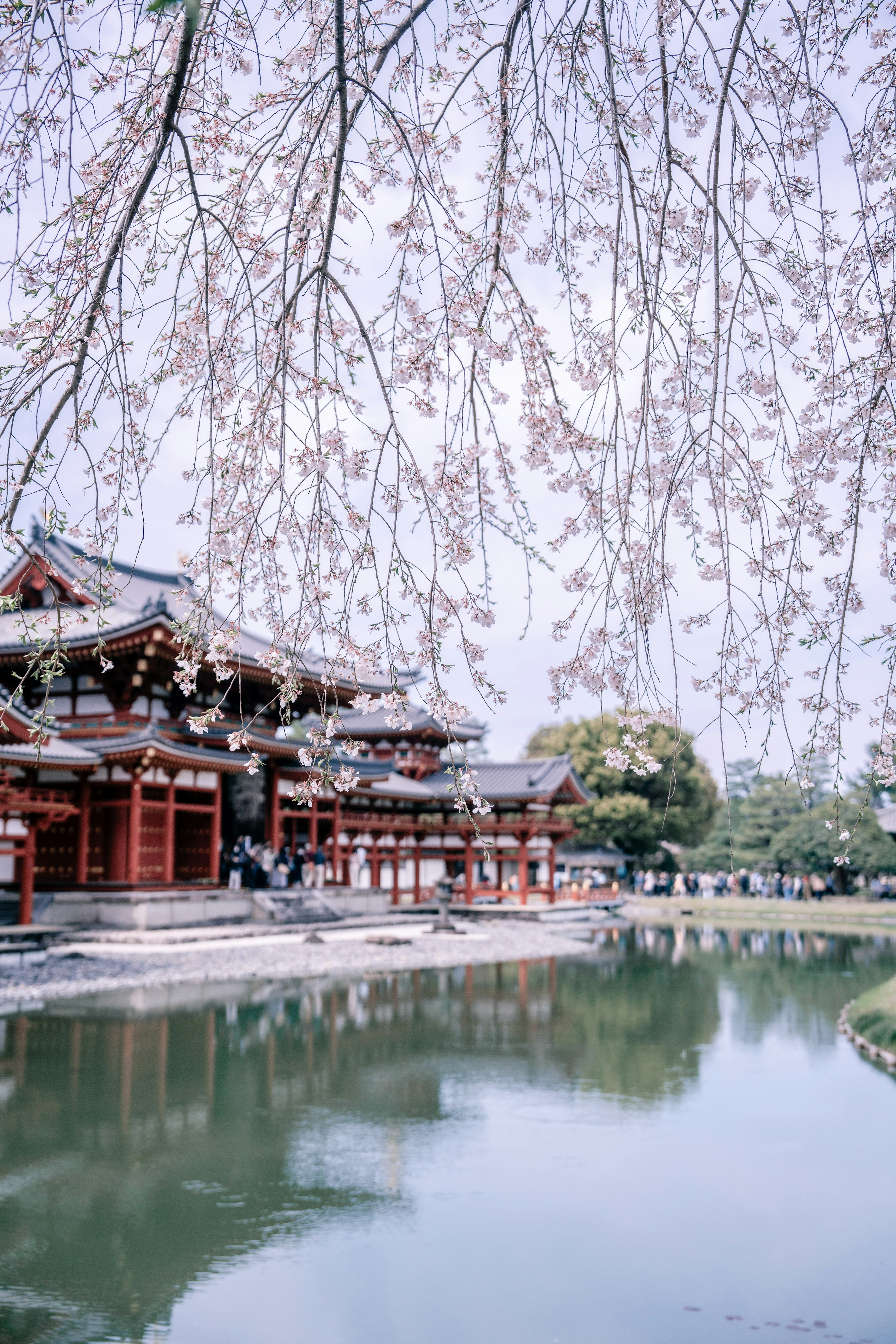 桜の花が咲く池の近くにある伝統的な建物風景