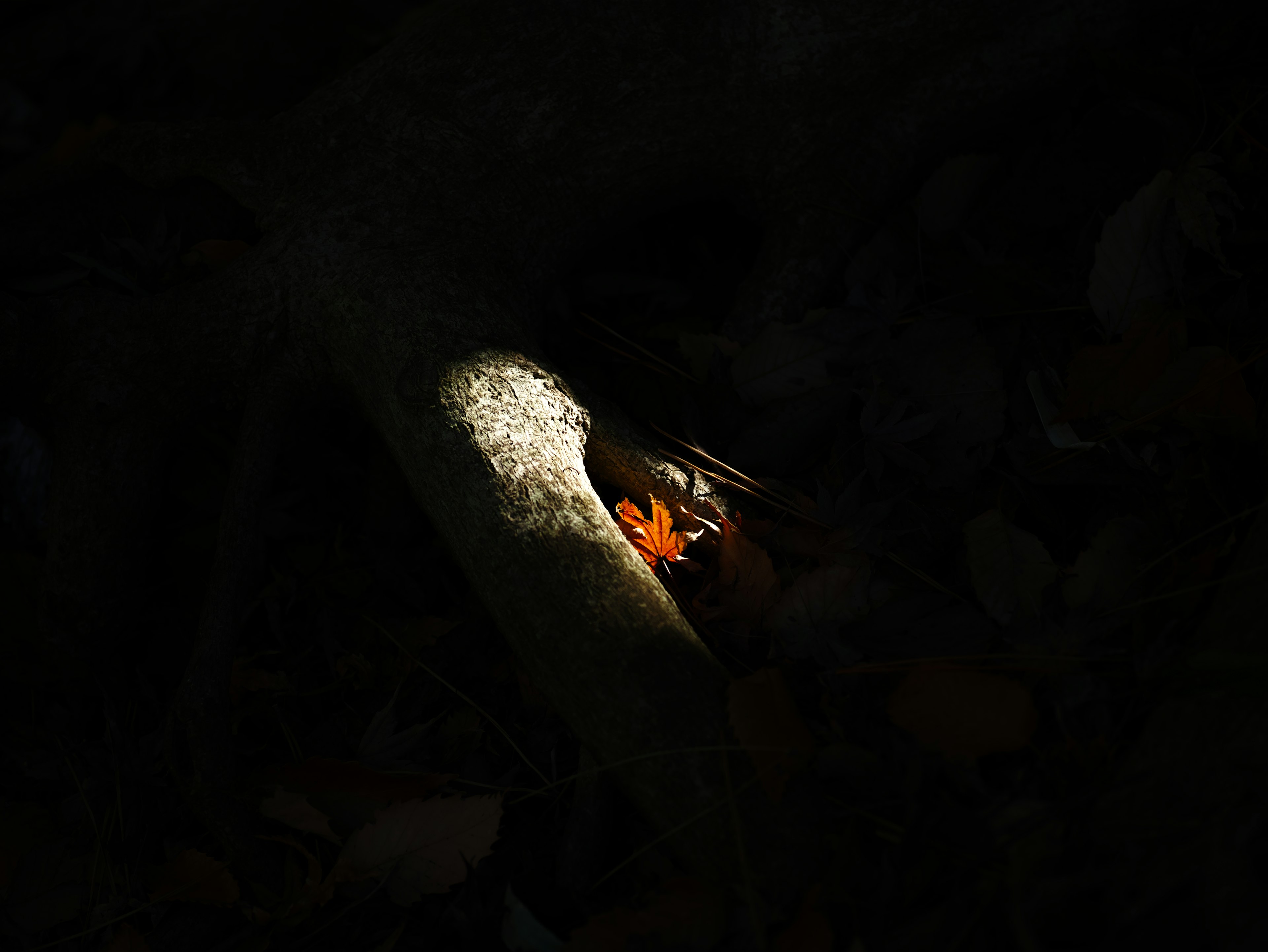 Mariposa naranja iluminada en un fondo oscuro