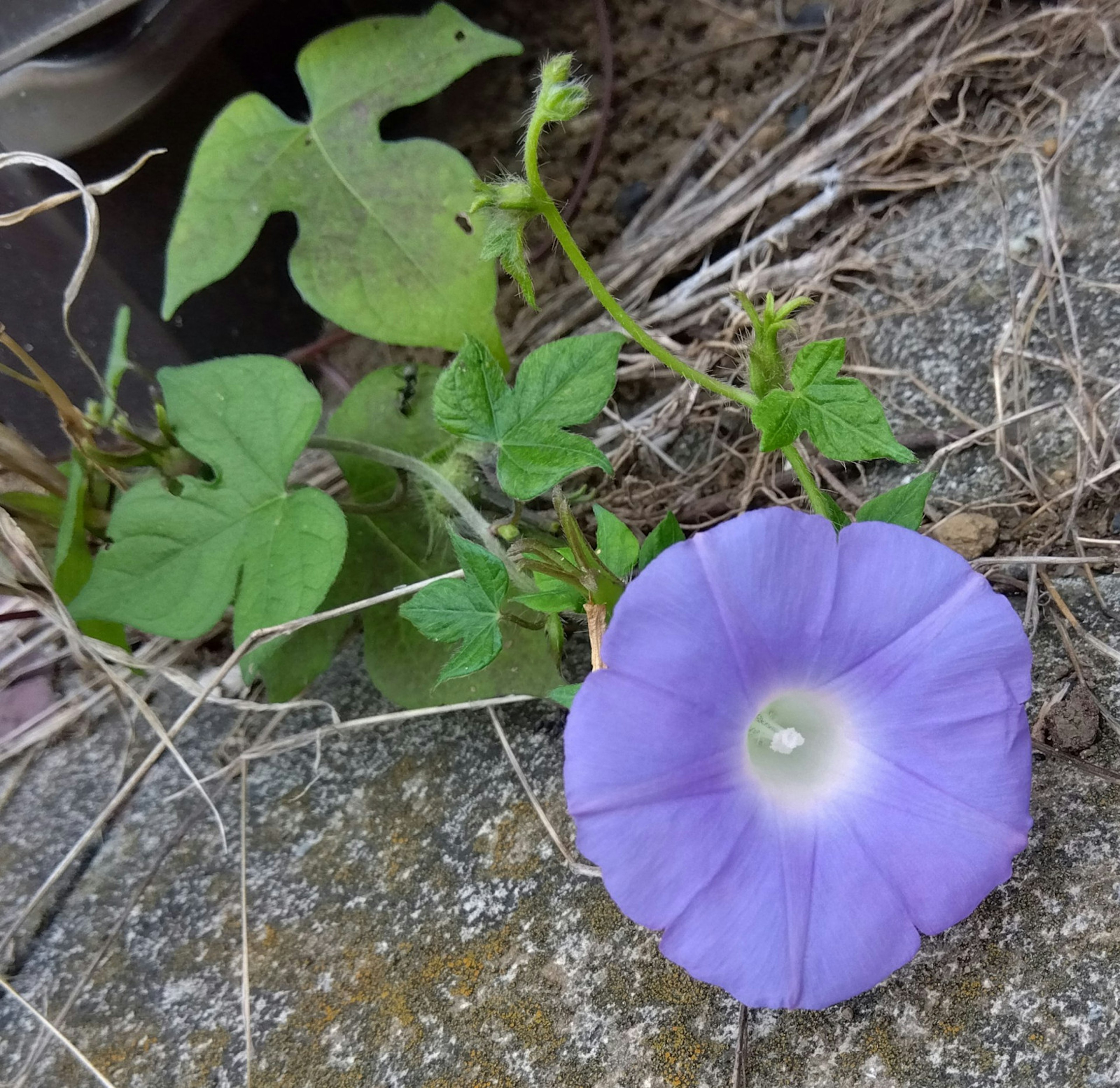 紫色の花と緑の葉がある植物のクローズアップ