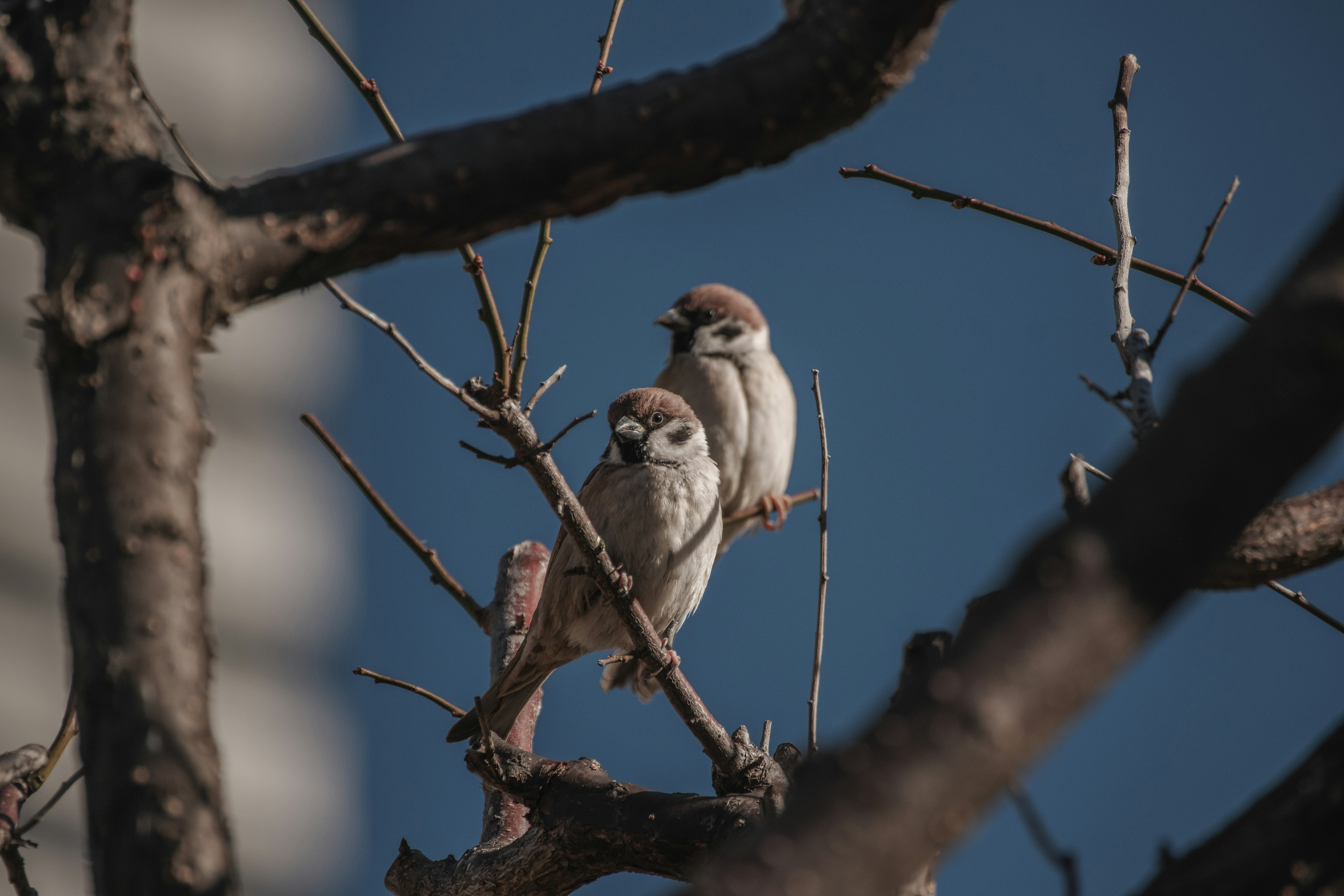 Dos gorriones posados en ramas bajo un cielo azul