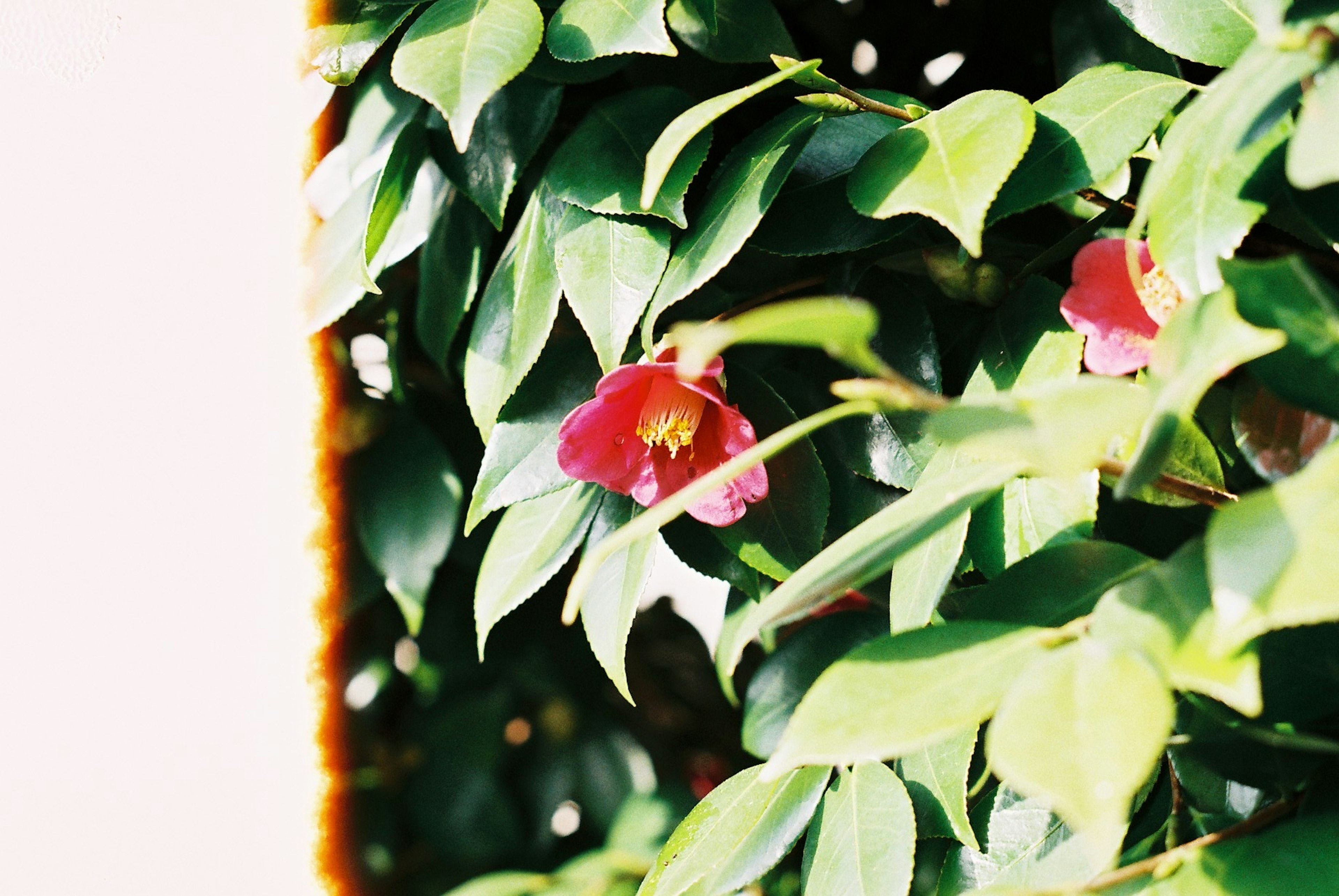 Close-up of a plant with red flowers among green leaves