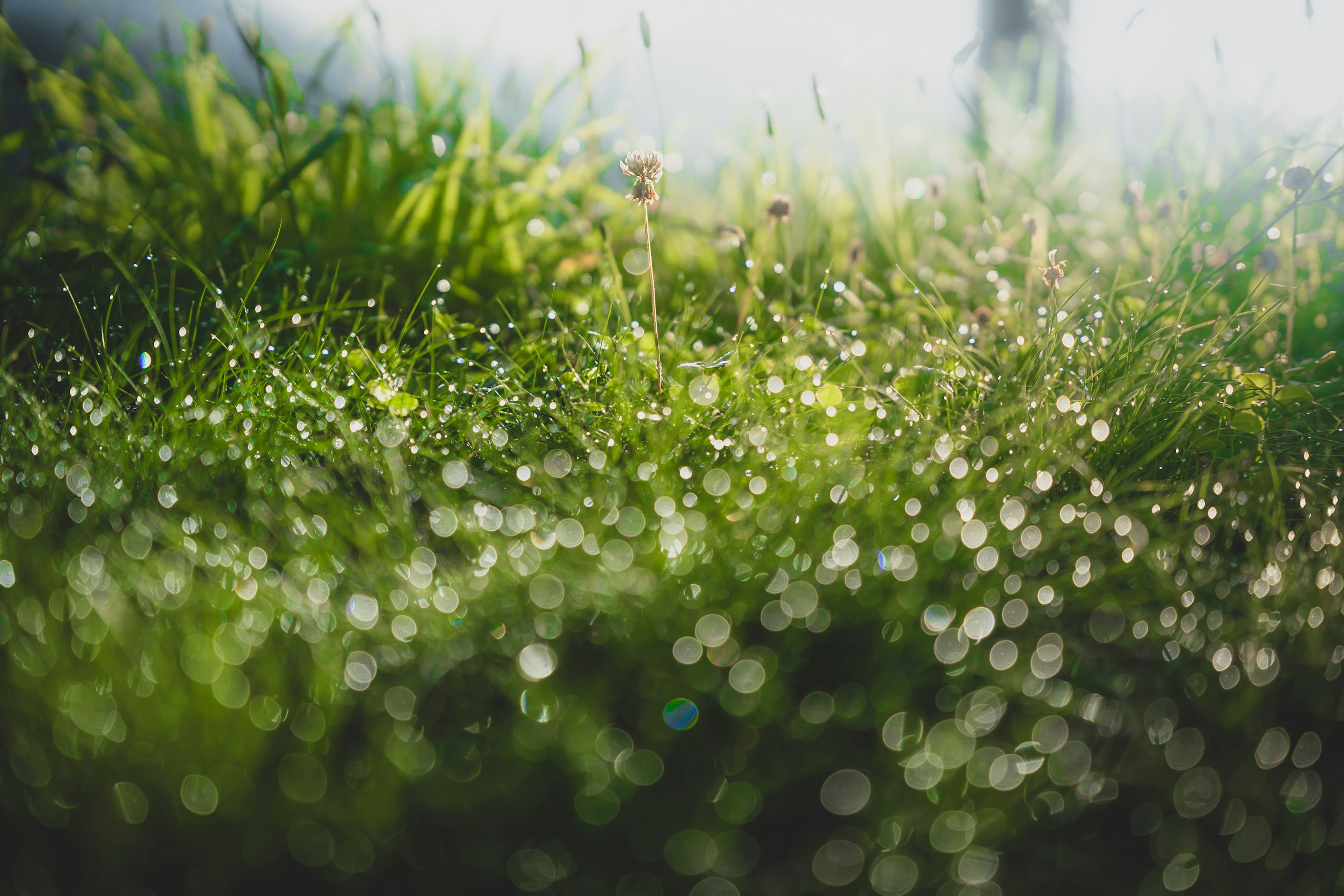 Mit Tau bedecktes Gras, das im Morgenlicht glänzt