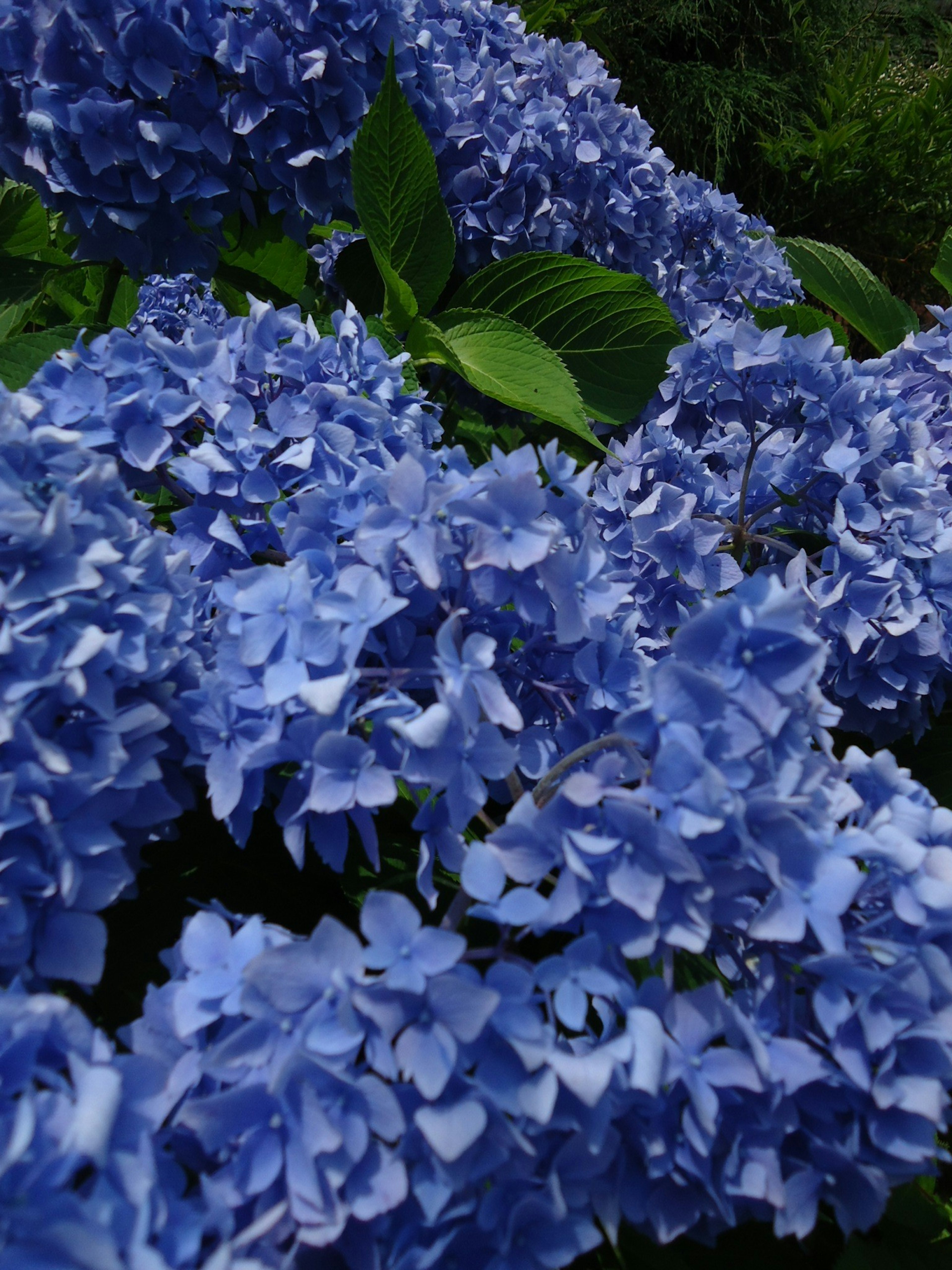 Close-up of blue hydrangea flowers in full bloom