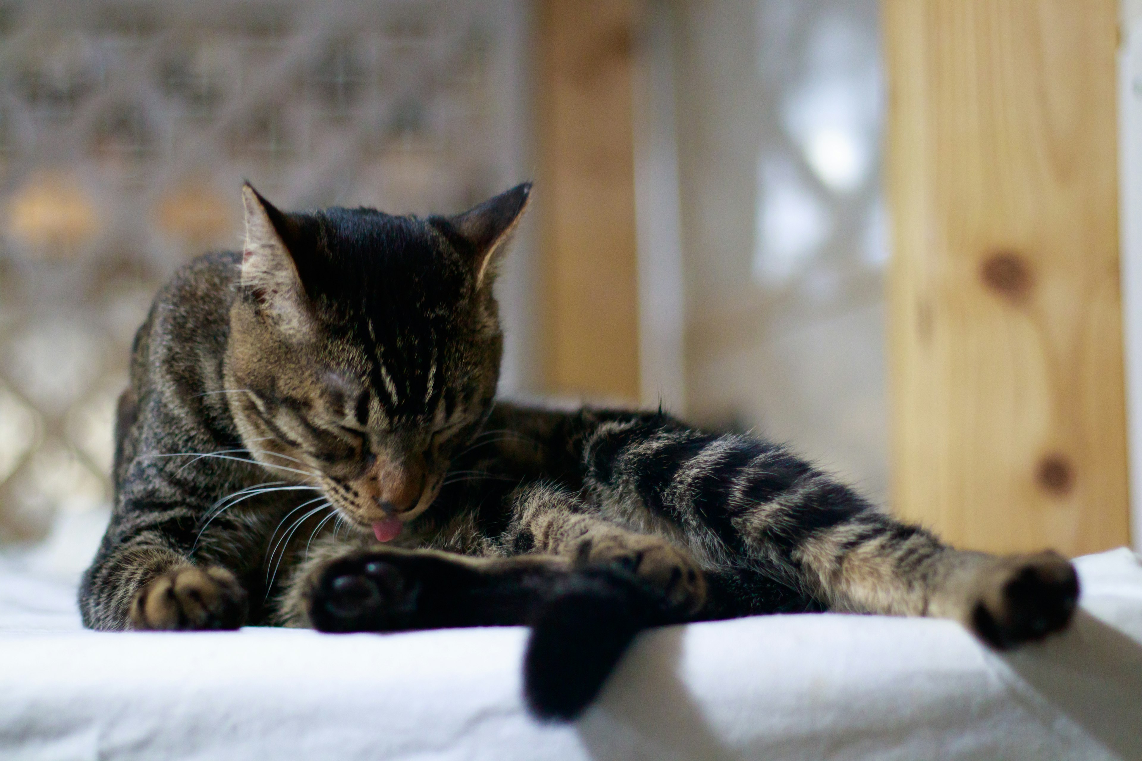 A beautiful brown striped cat grooming itself