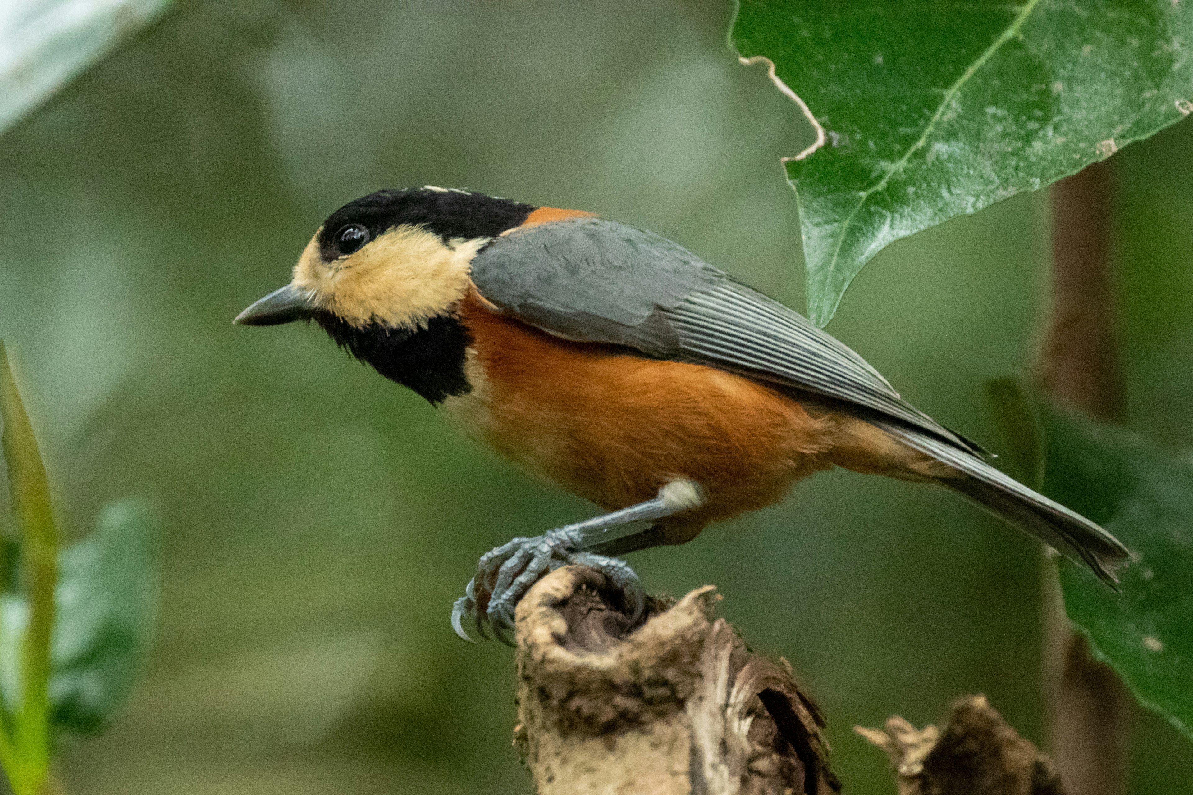 A small bird with an orange chest and gray wings perched on a branch