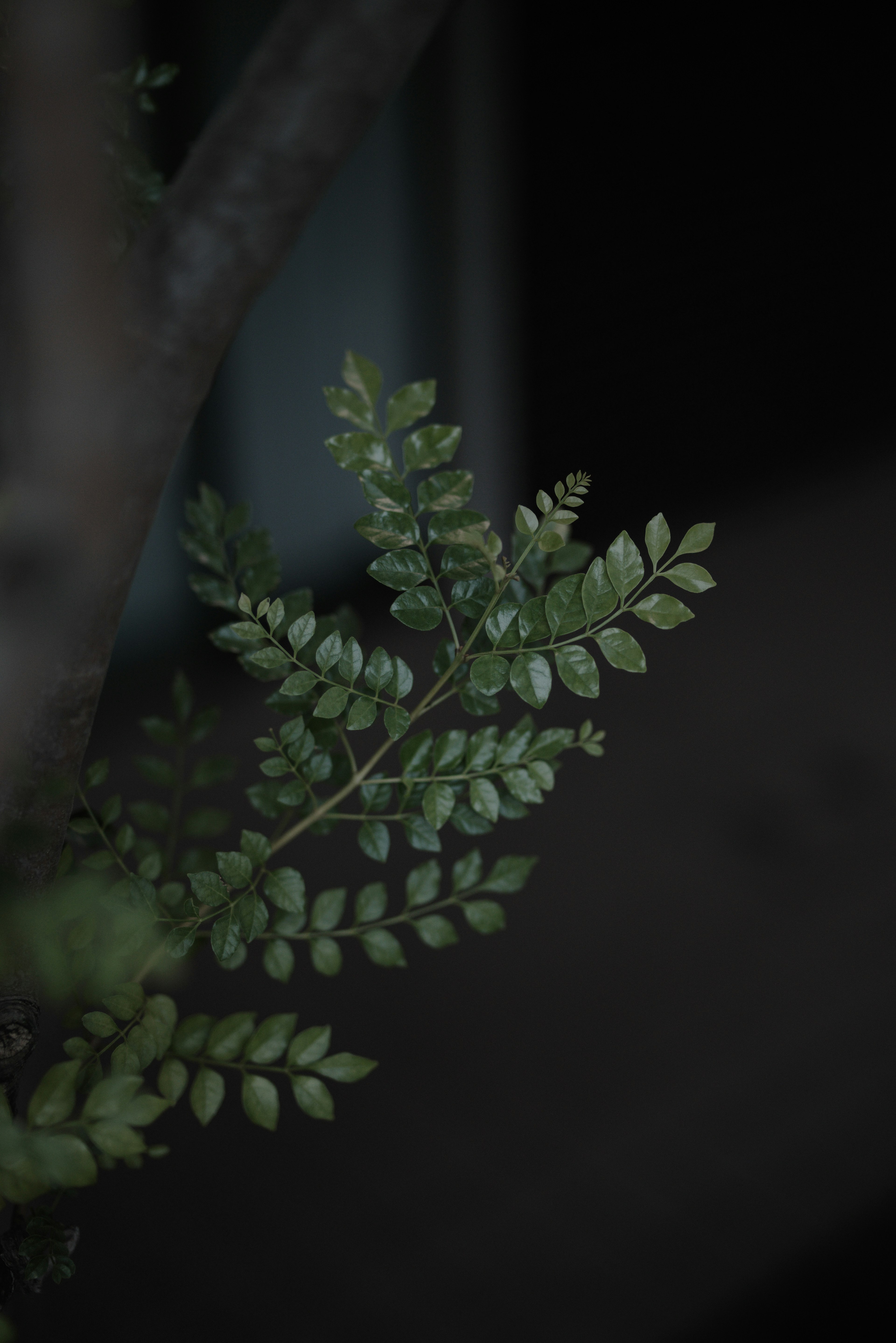 Acercamiento de hojas verdes sobre un fondo oscuro