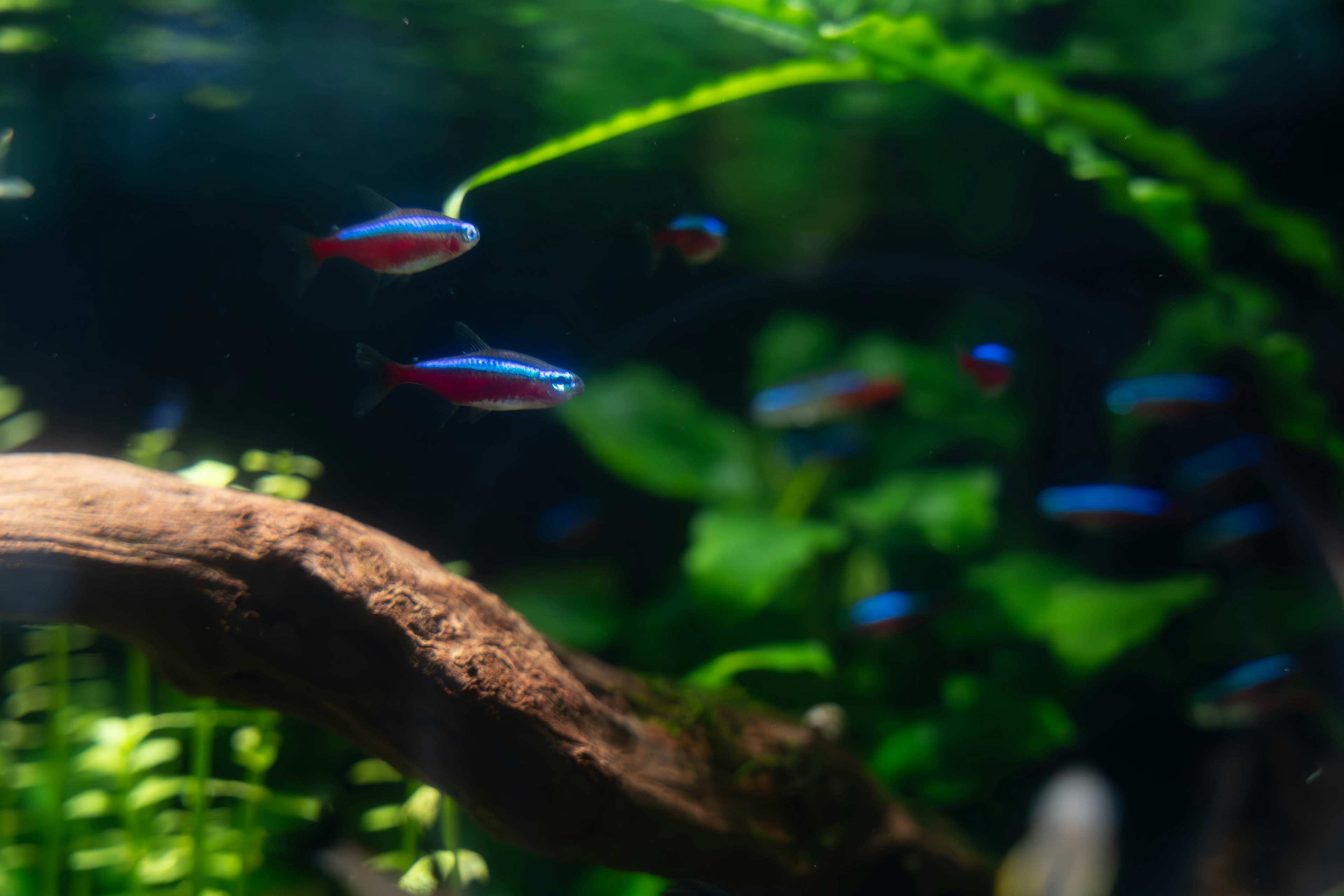 Tetras neón nadando en un acuario con plantas verdes