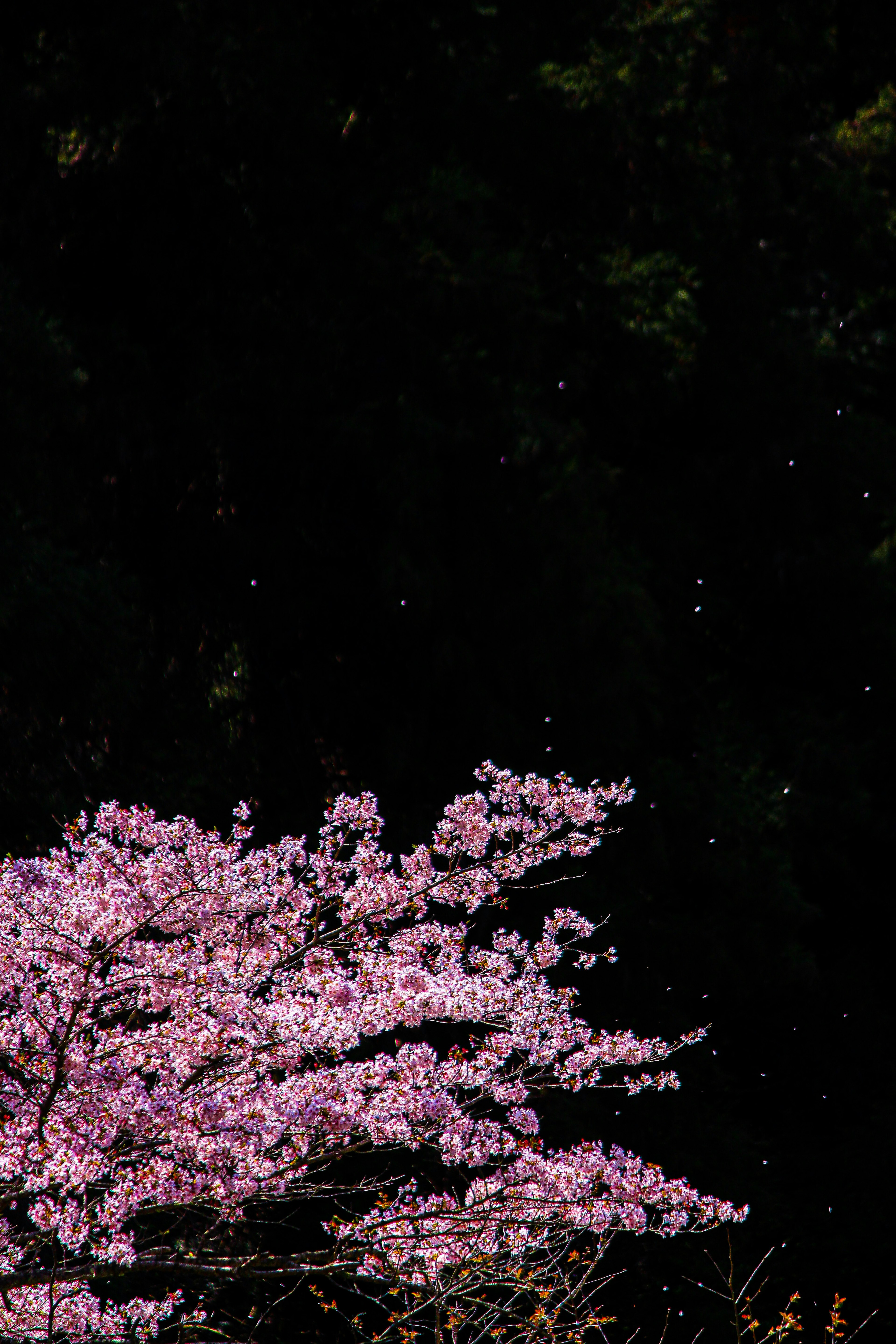 Pohon sakura dengan bunga merah muda di latar belakang gelap