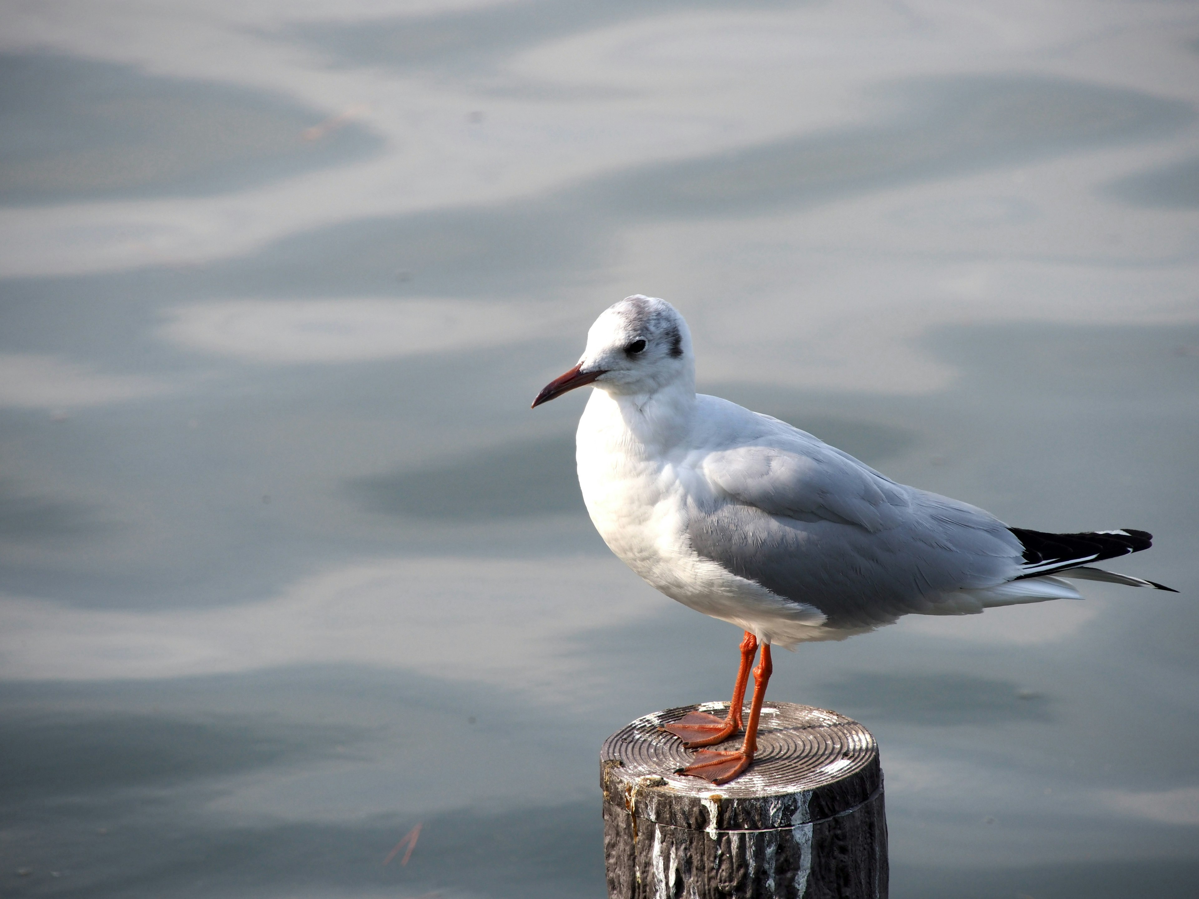 Gabbiano in piedi su un palo con piume bianche e zampe arancioni