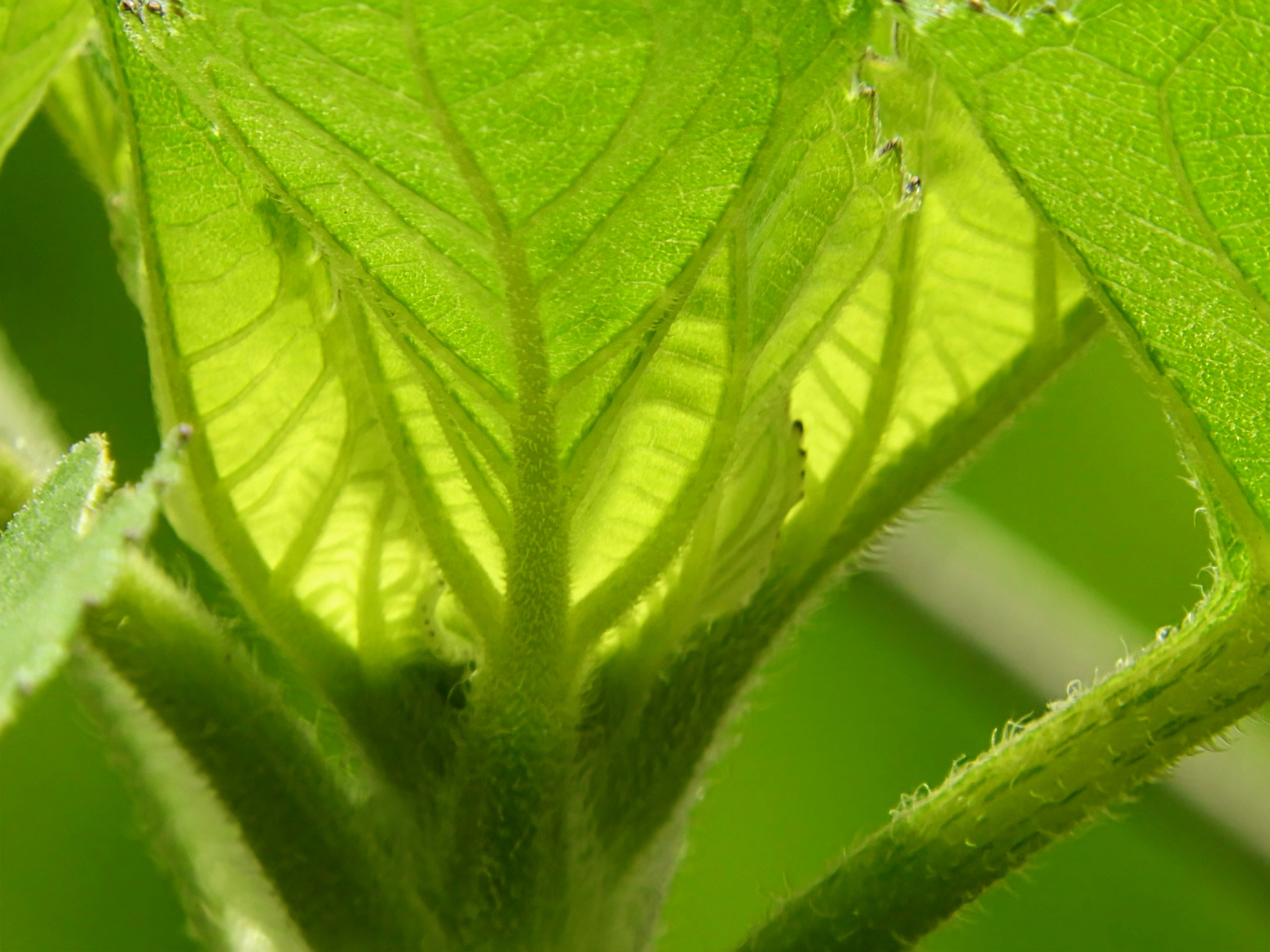 Acercamiento de hojas verdes que muestran patrones de venas intrincados y una textura suave