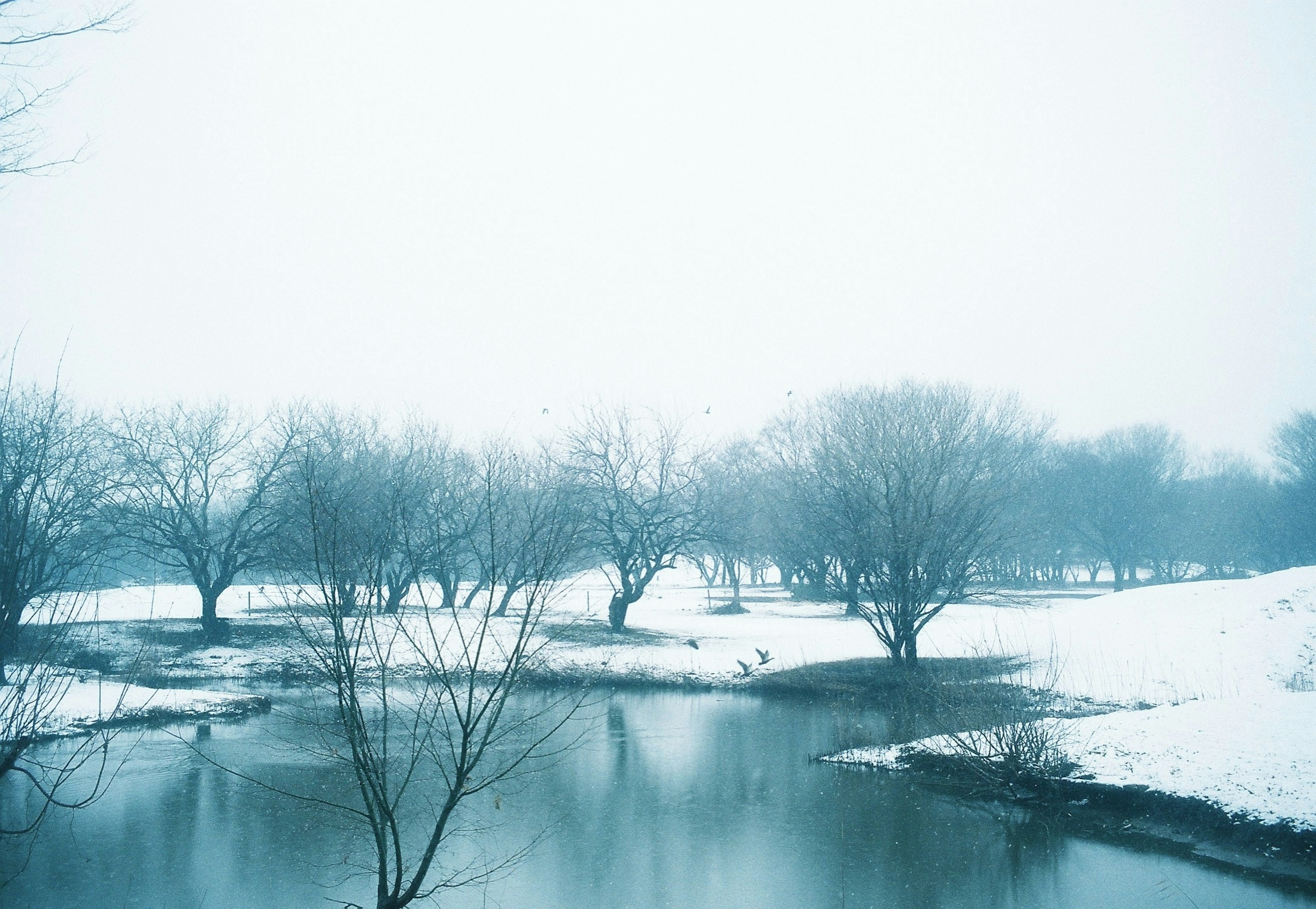 雪覆蓋的樹木和寧靜的池塘景觀