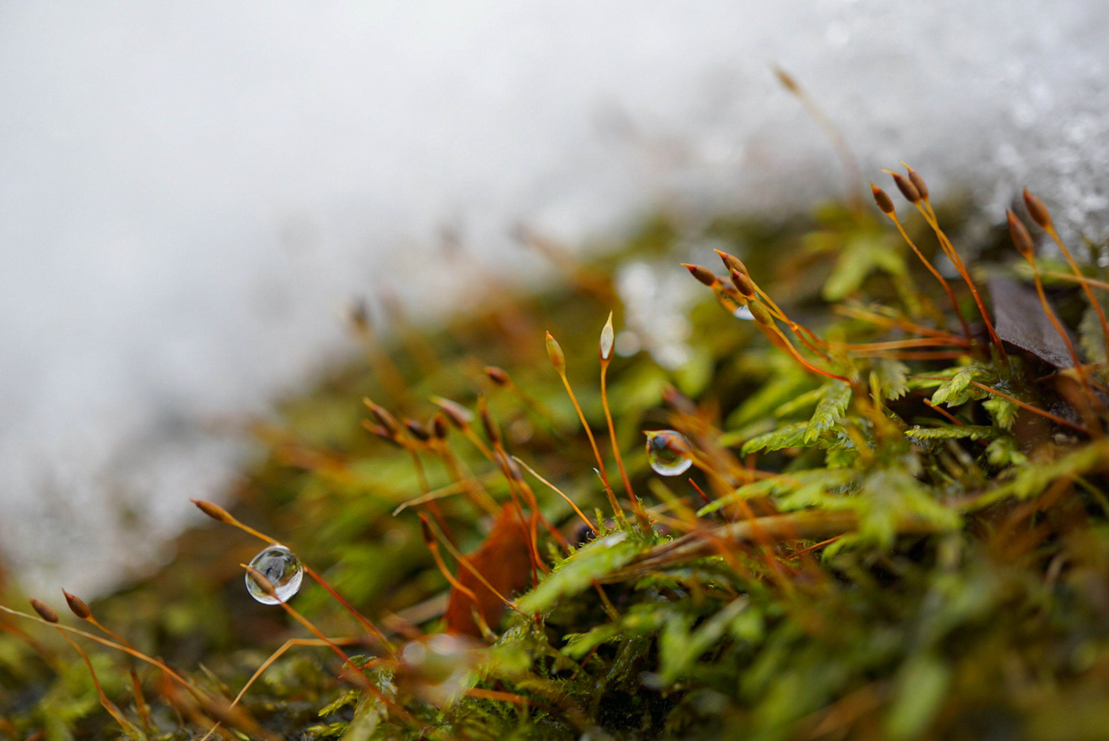 Acercamiento de musgo verde y gotas de agua bajo la nieve