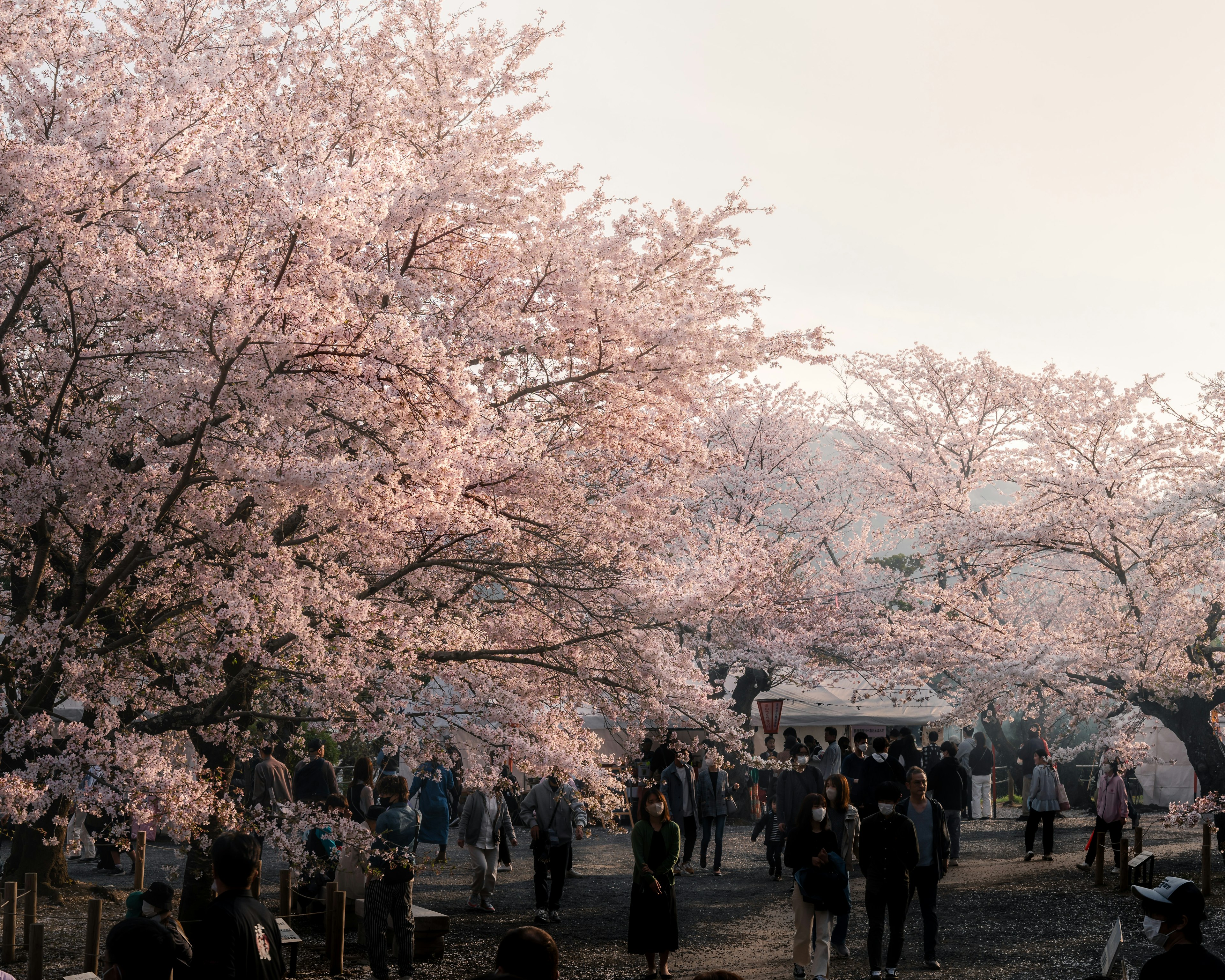 People gathering in a park with blooming cherry blossom trees