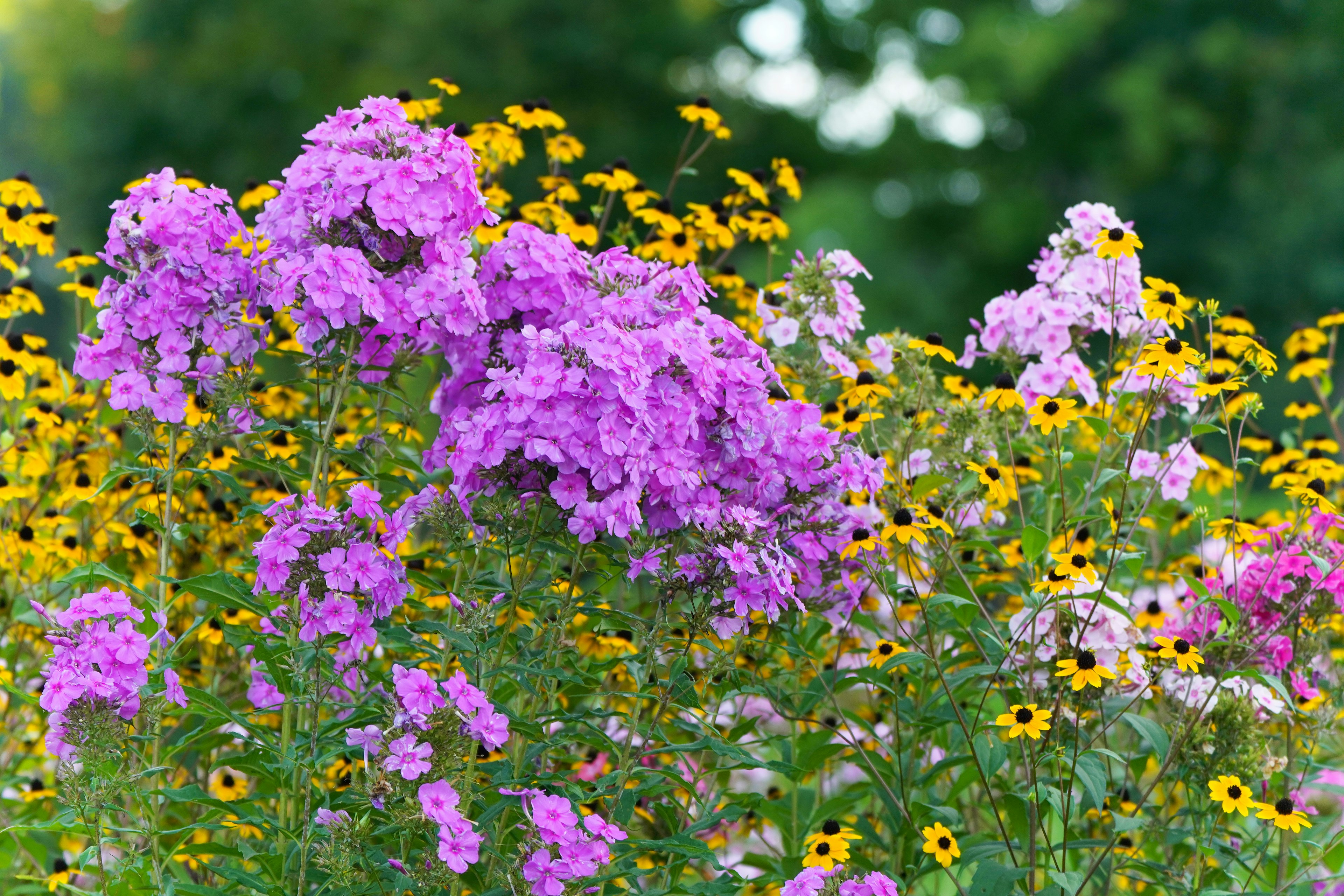 Fleurs colorées en pleine floraison avec des fleurs violettes et jaunes vives