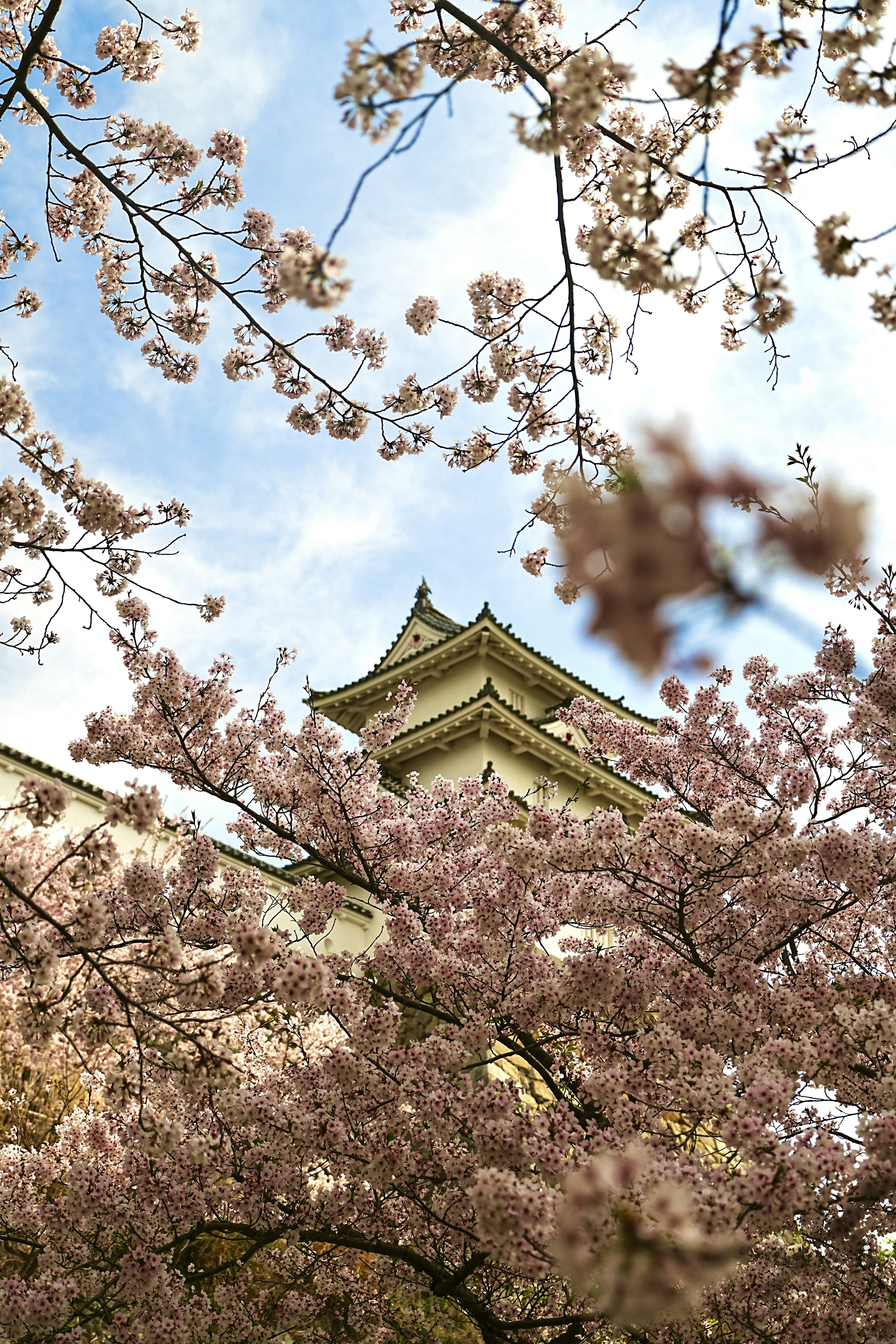 Una vista de una torre de castillo rodeada de cerezos en flor