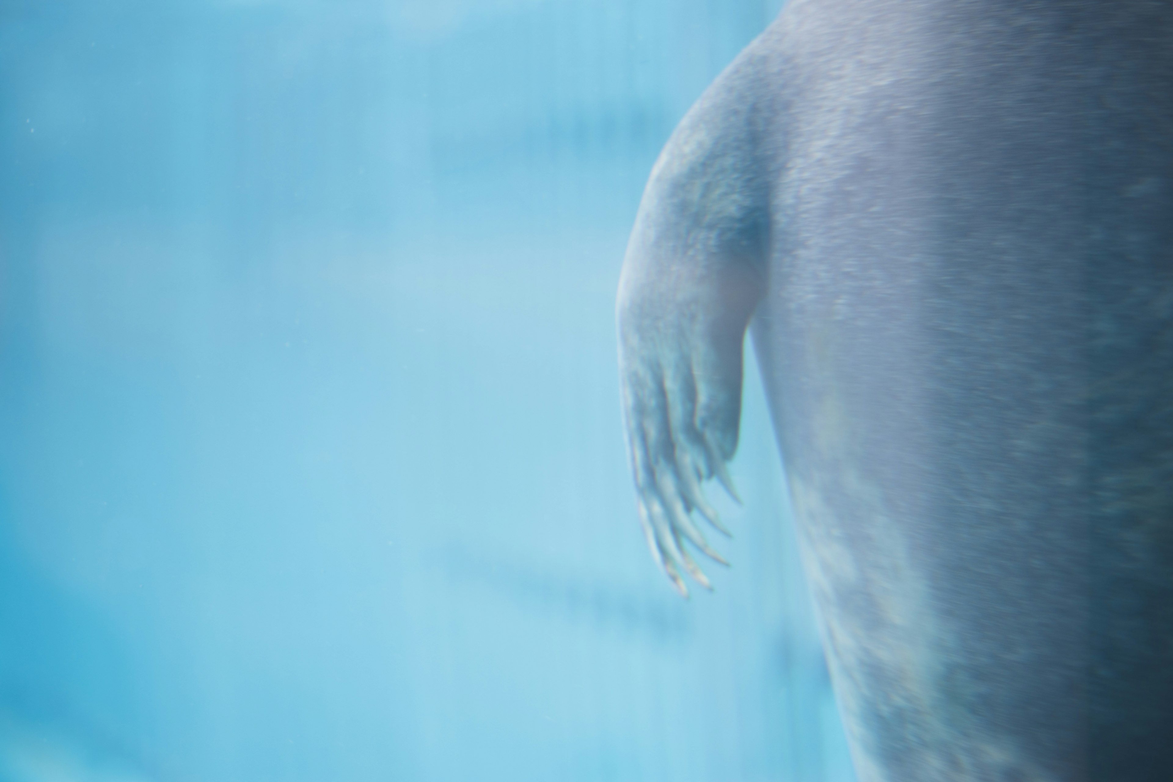 Seal's flipper submerged in clear blue water