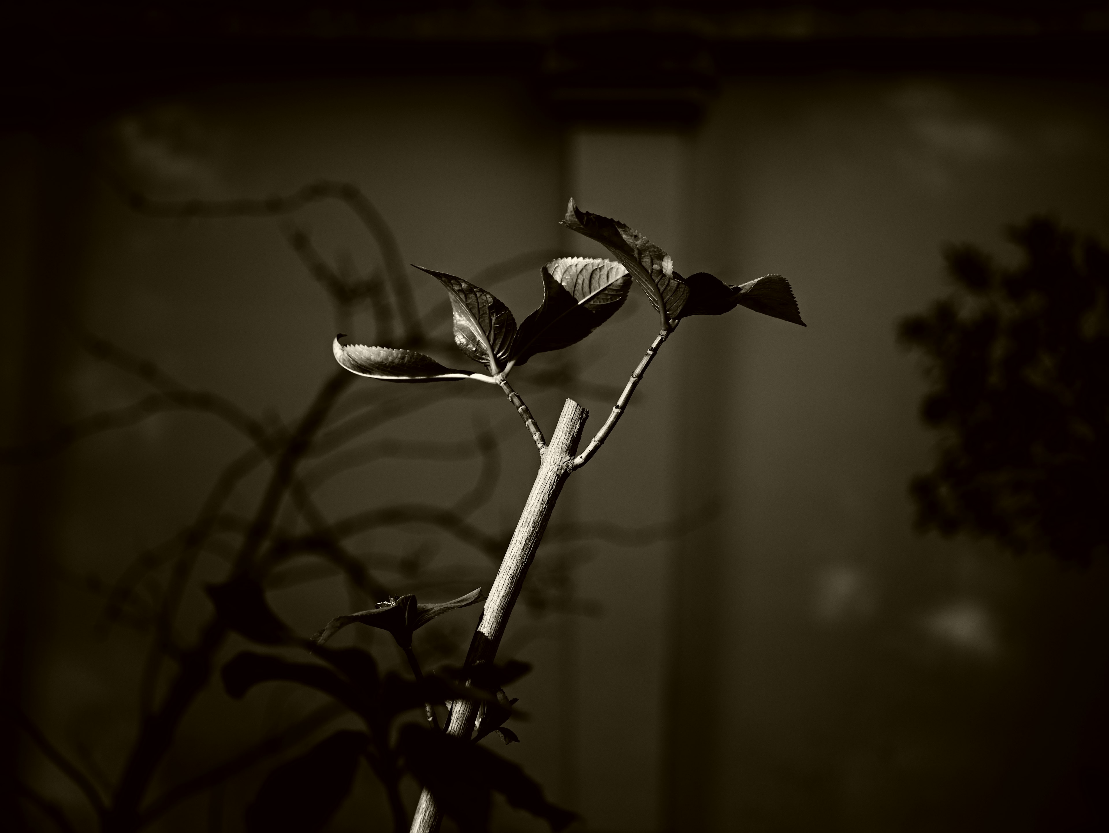 New plant shoots and branches against a monochrome background