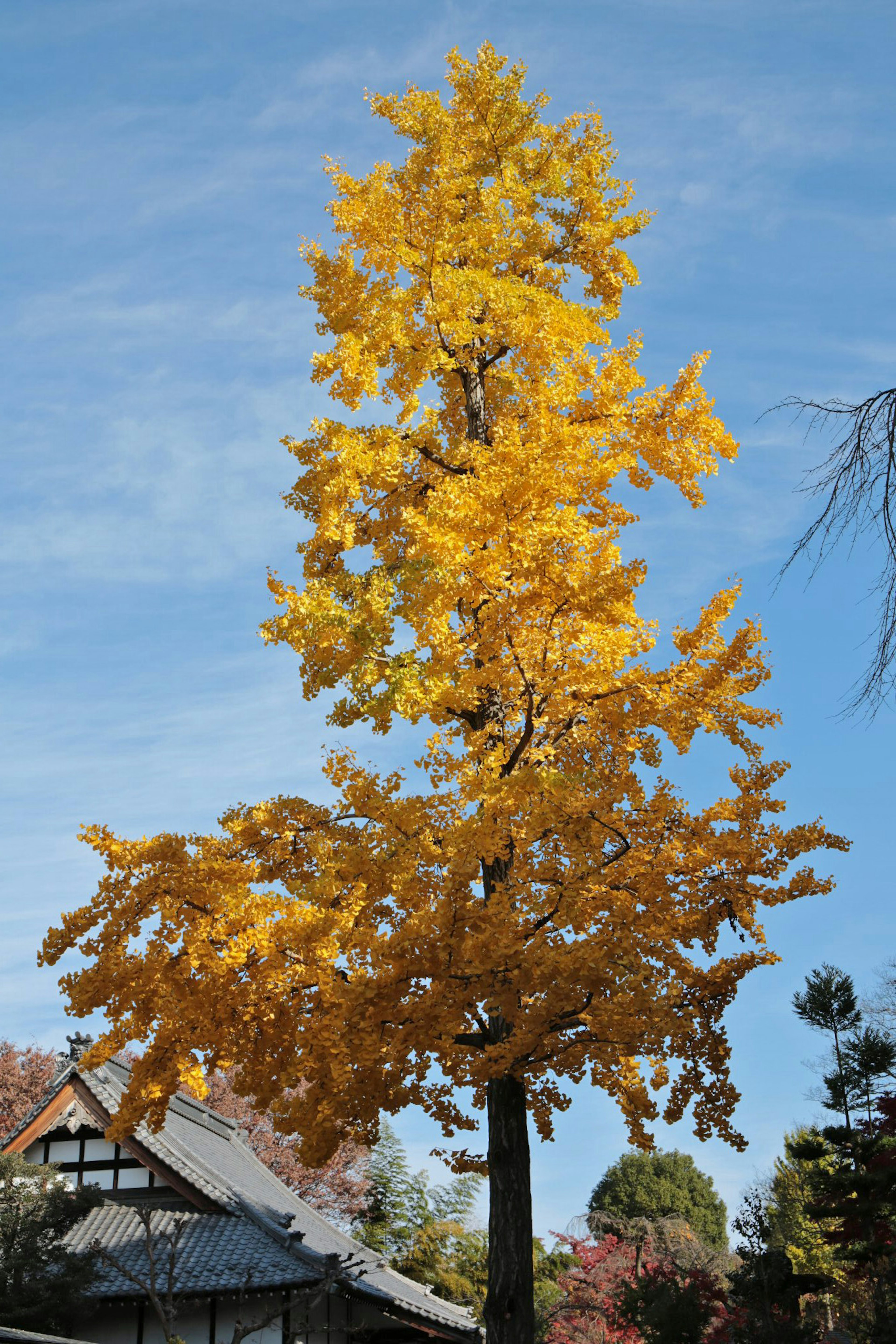 Ginkgo-Baum mit leuchtend gelben Blättern vor blauem Himmel