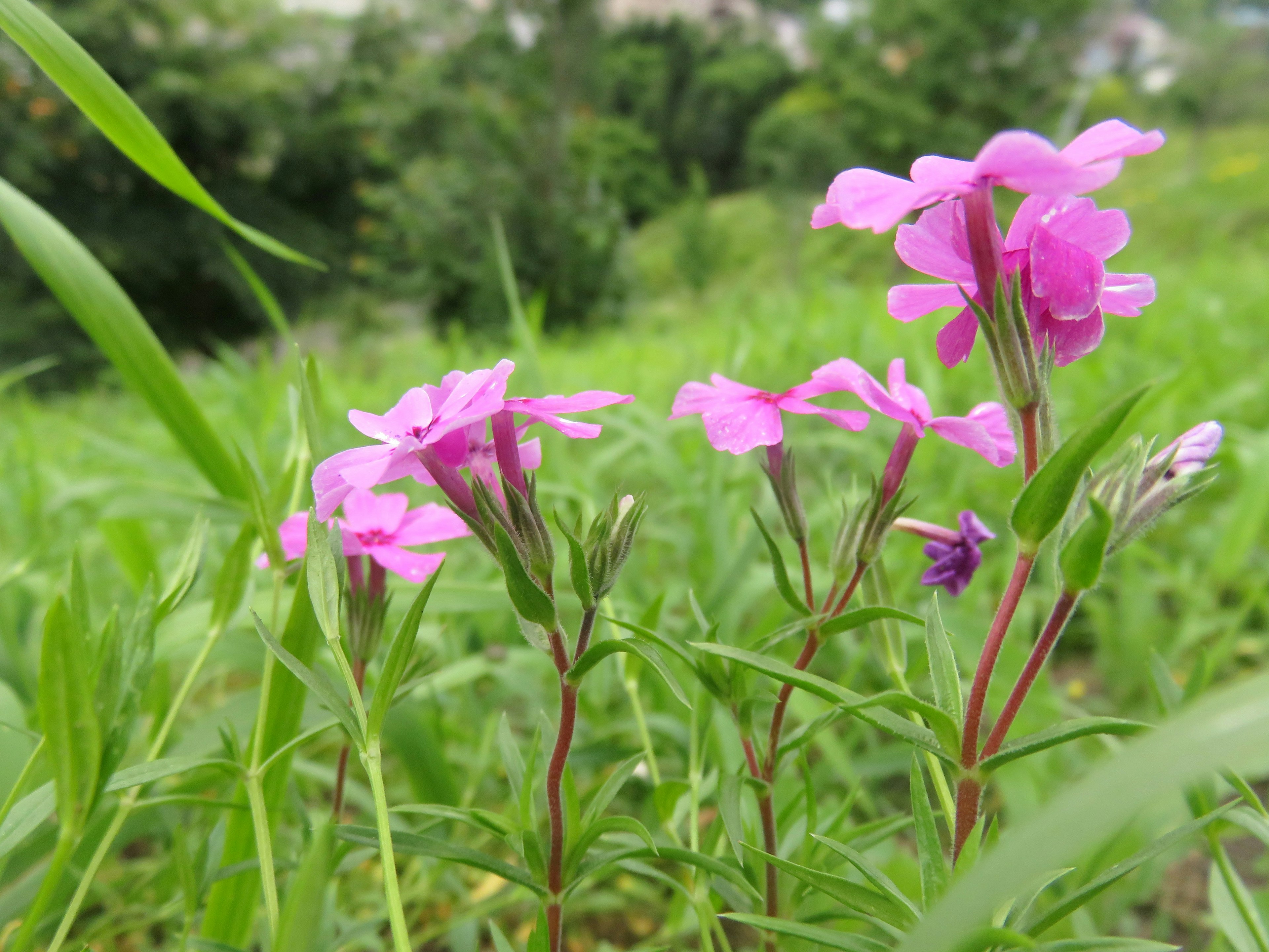 緑の草の中に咲くピンクの花々