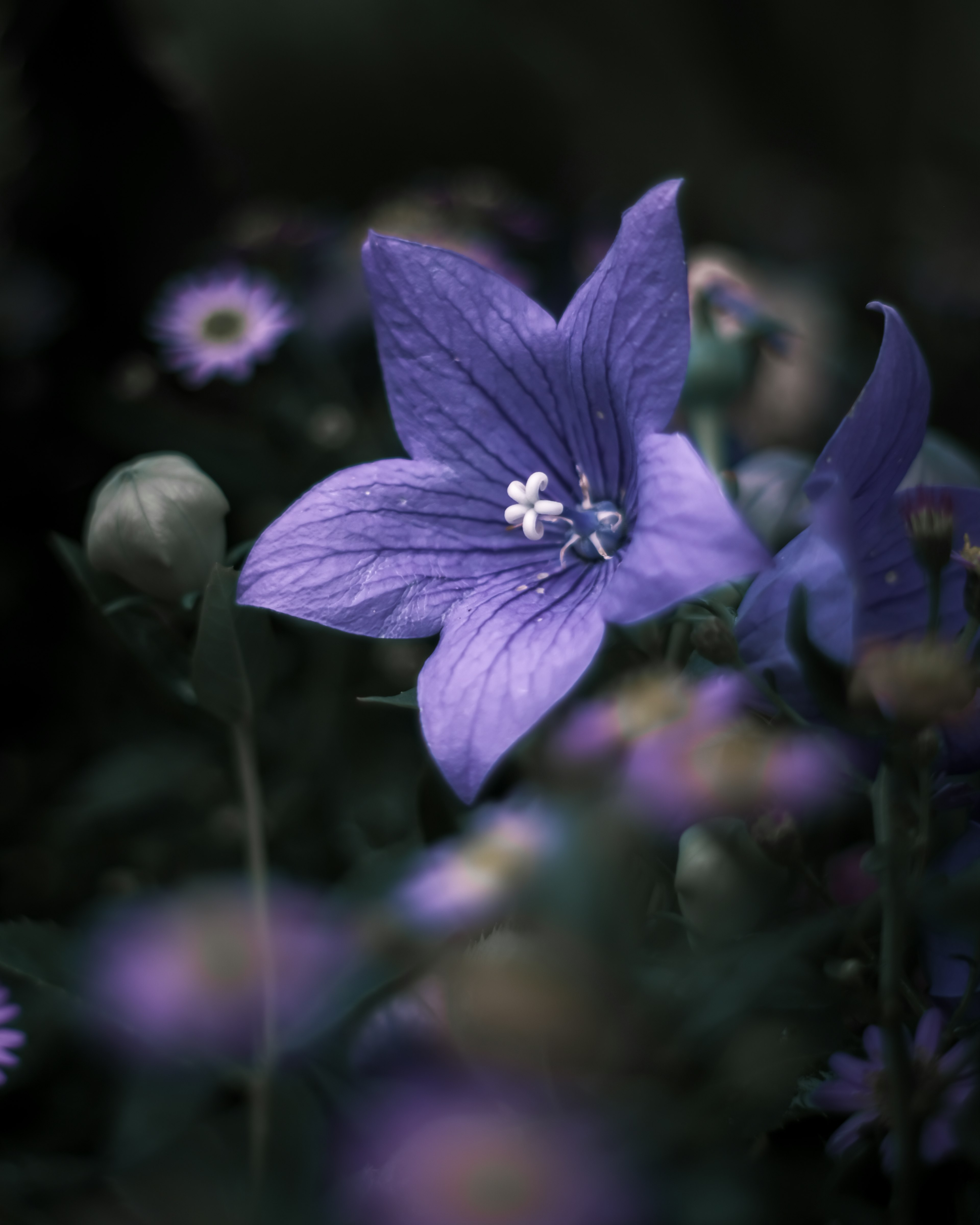 Un fiore viola vibrante spicca su uno sfondo scuro