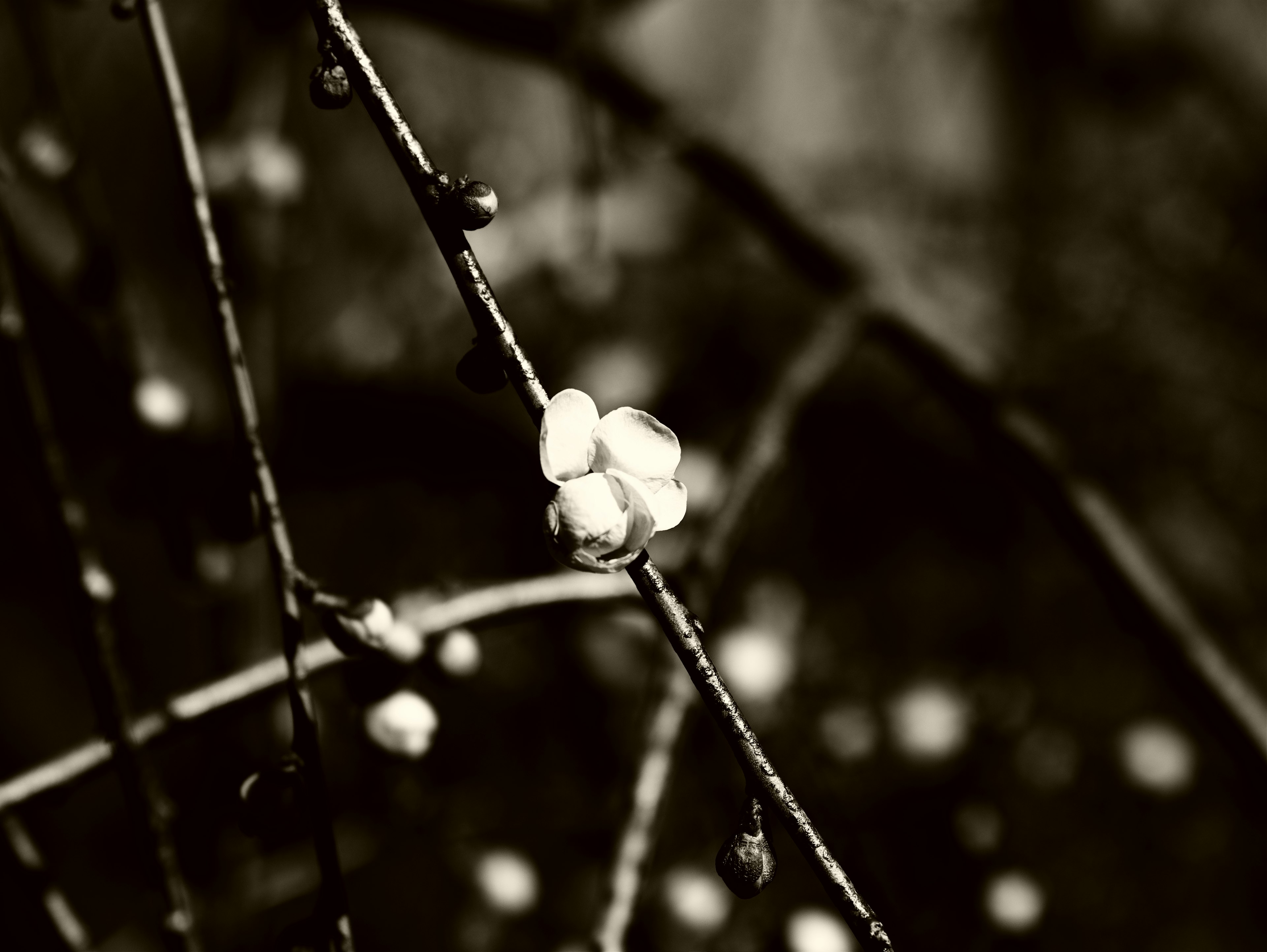 Close-up of branches with white flowers against a monochrome background