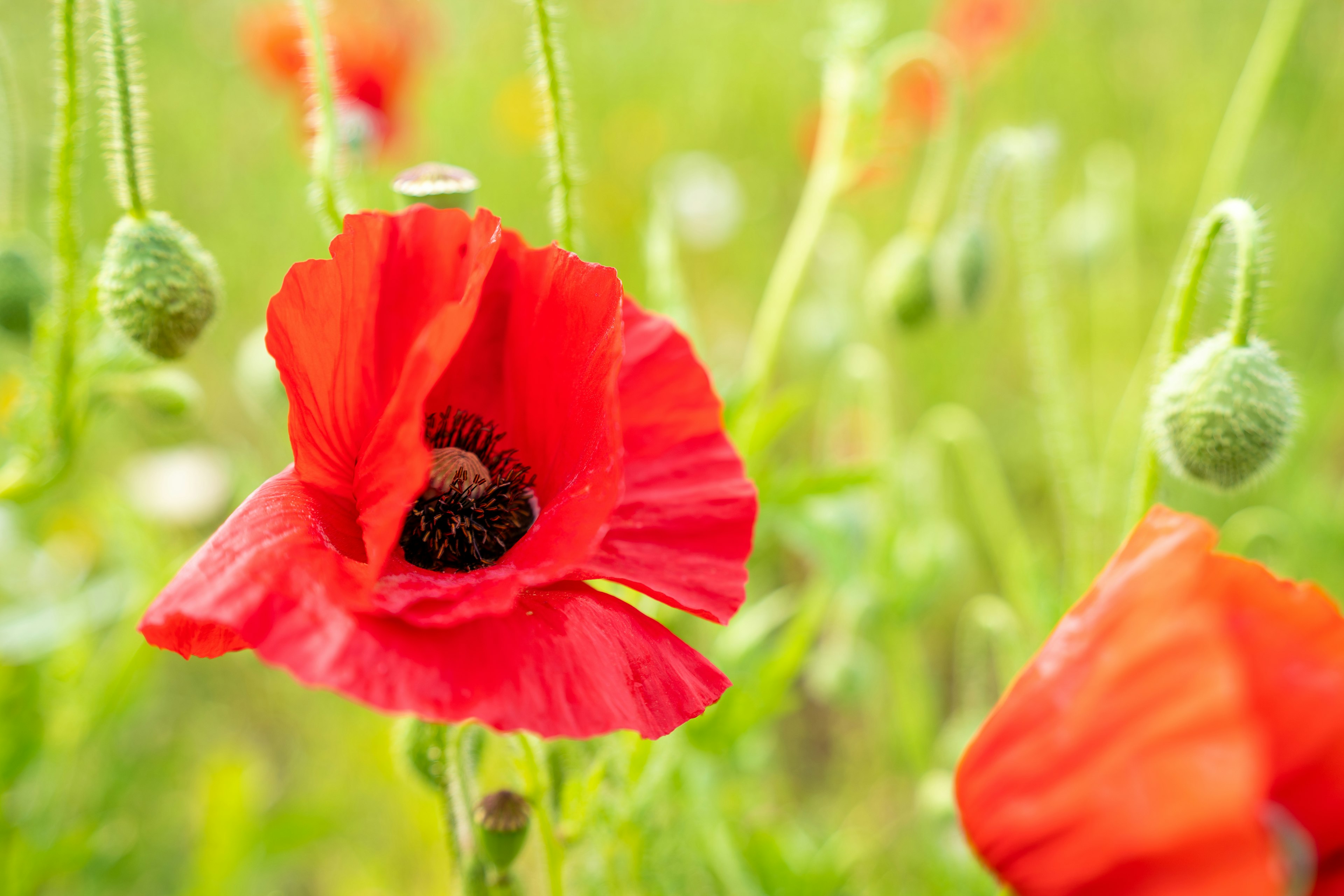 Vibrant red poppy flower in a green field